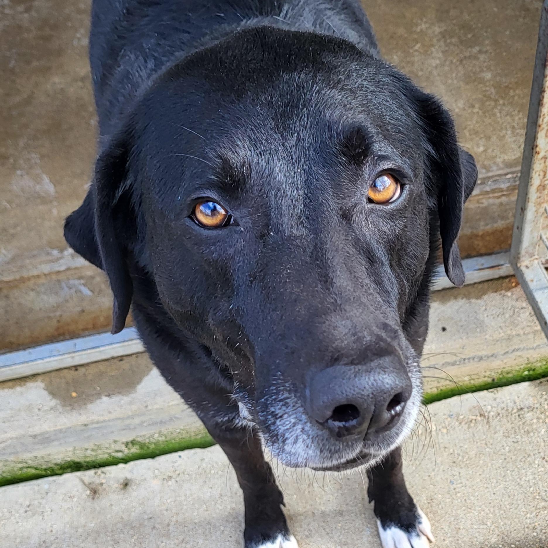 Enlarge Rhea, an adopted Black Labrador Retriever in Rockdale, TX image 1/2