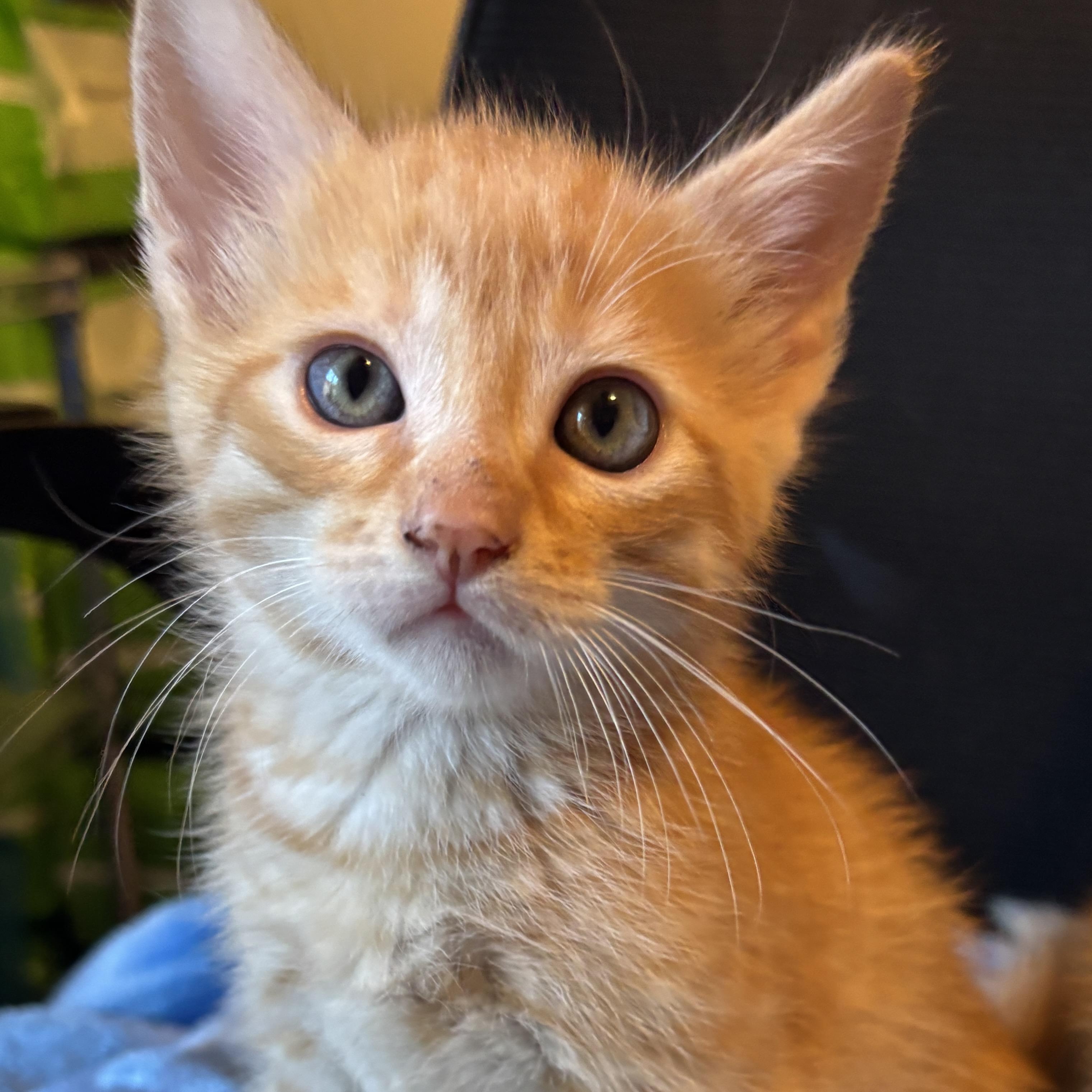 Jerry, adopted, Kitten Male Domestic Short Hair & Tabby.