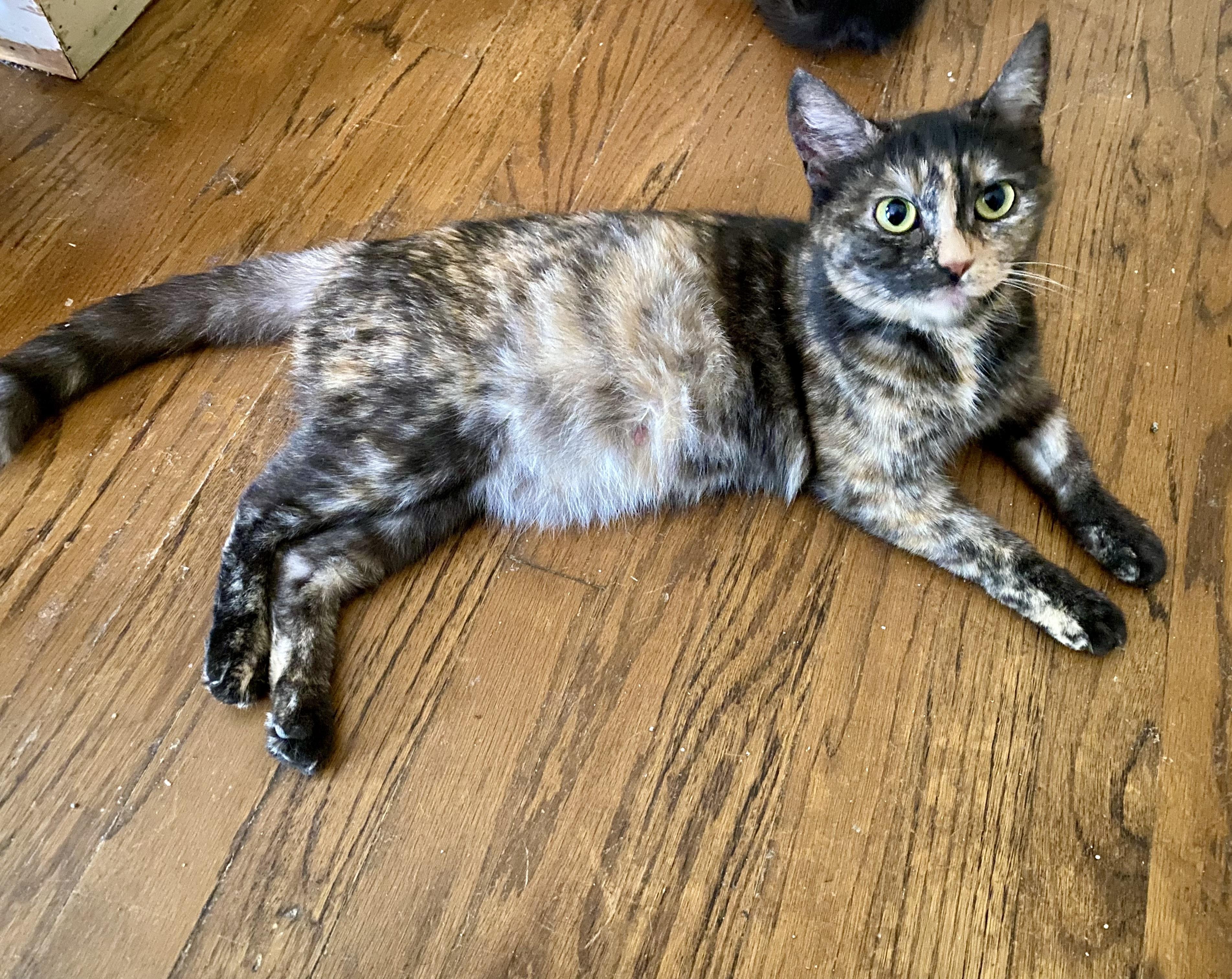 Enlarge Dolly, a Adoptable Tortoiseshell in Bethel, CT image 3/6