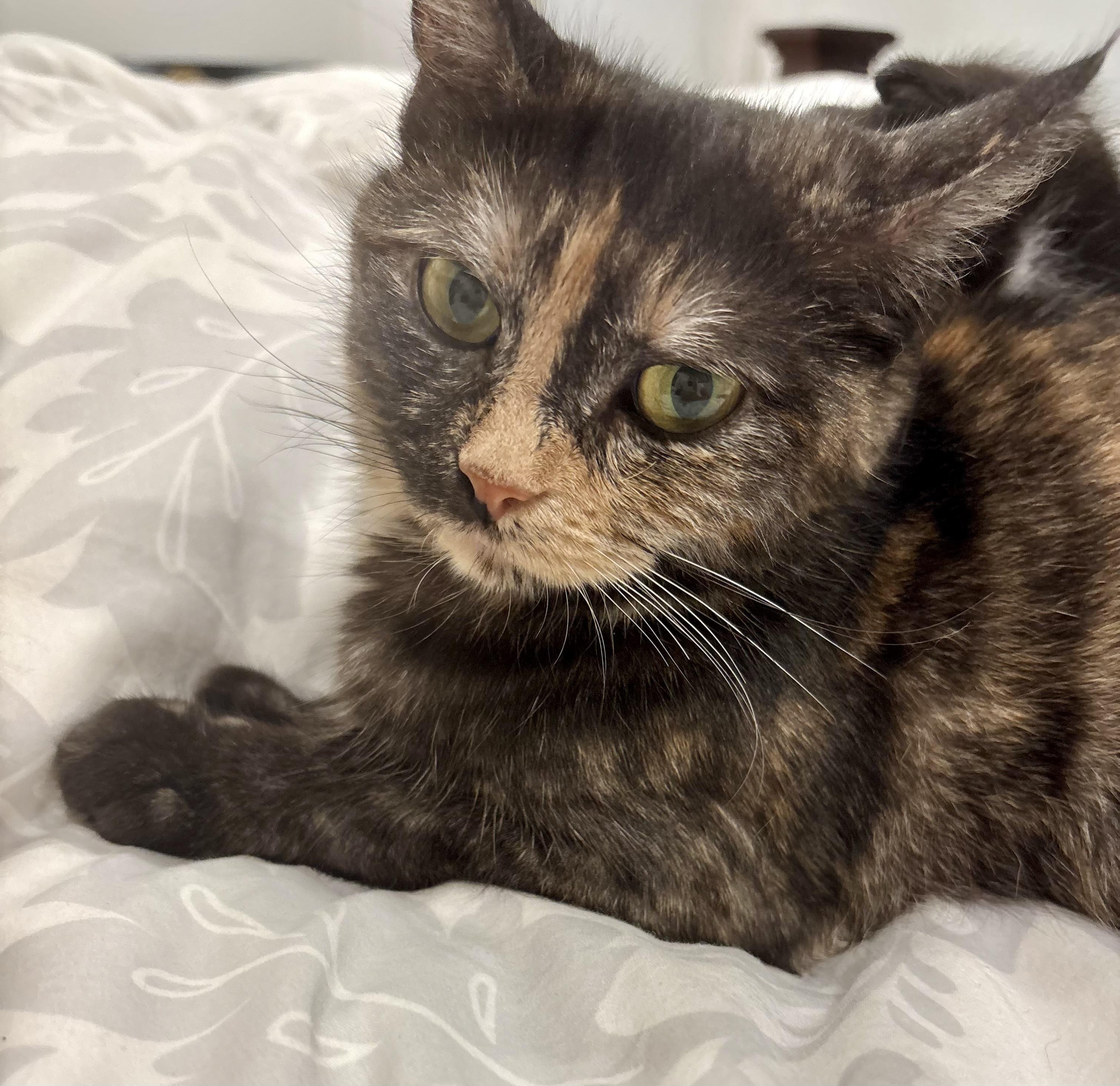 Enlarge Dolly, a Adoptable Tortoiseshell in Bethel, CT image 5/6