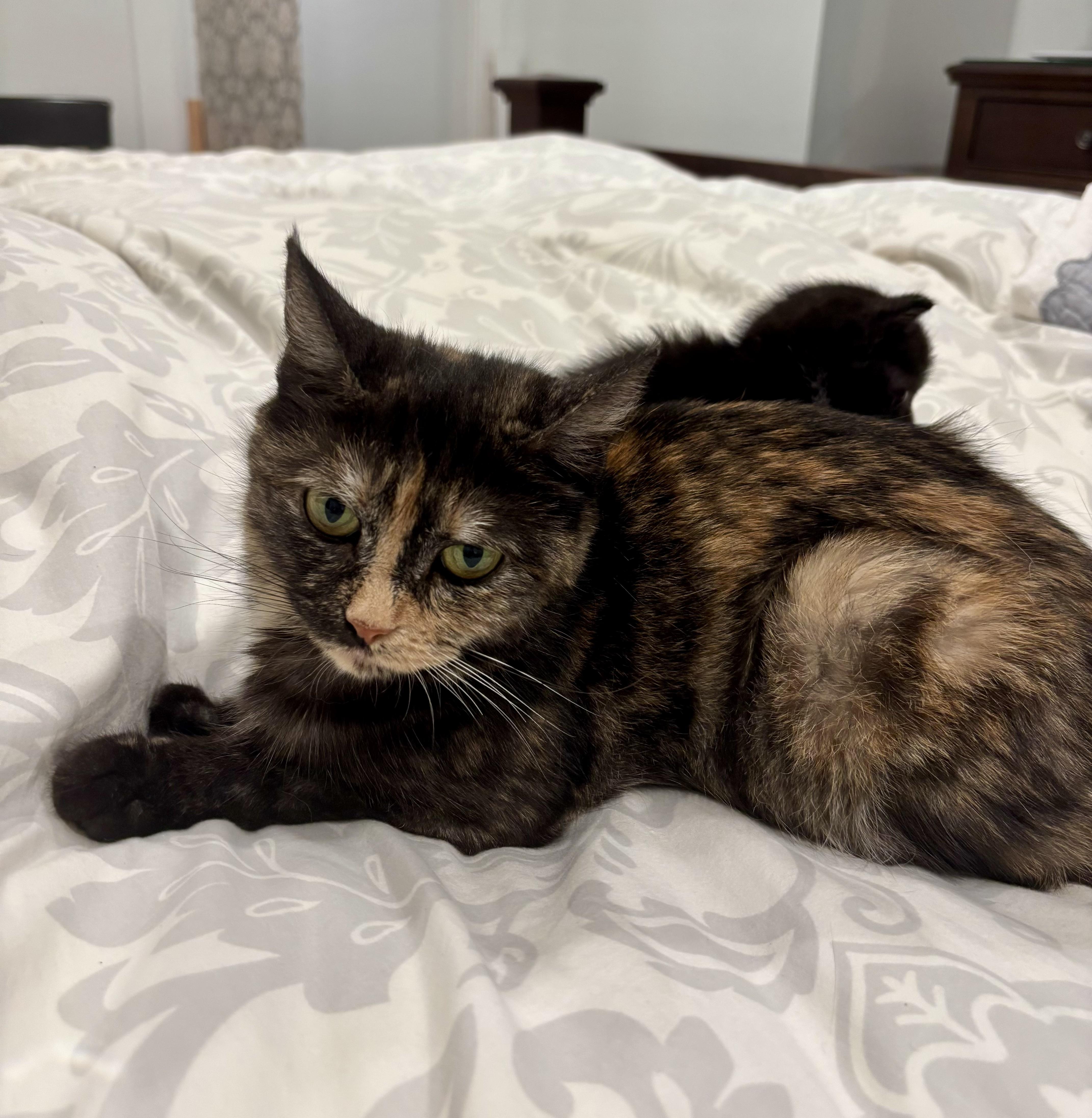 Enlarge Dolly, a Adoptable Tortoiseshell in Bethel, CT image 6/6
