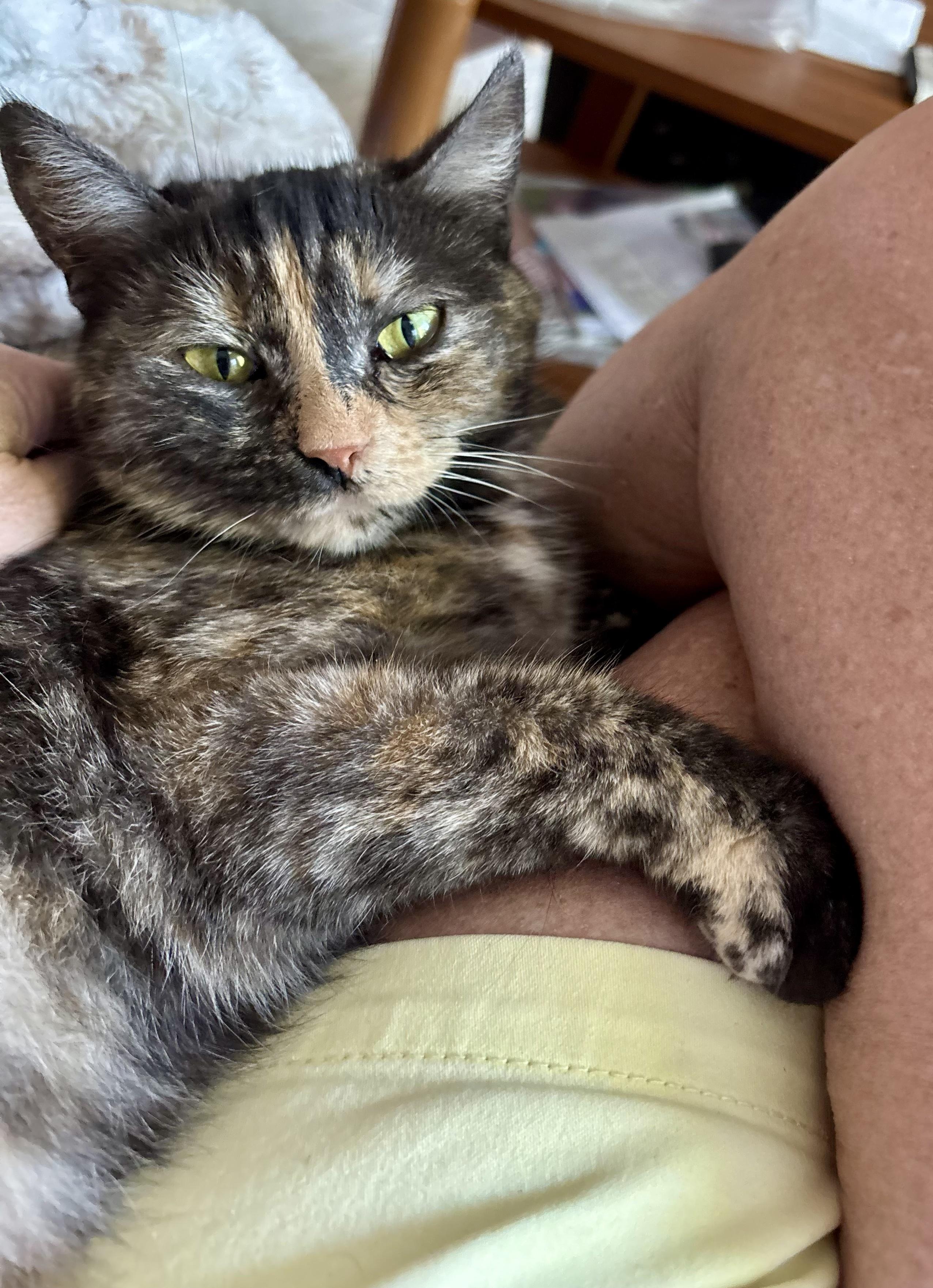 Enlarge Dolly, a Adoptable Tortoiseshell in Bethel, CT image 4/6