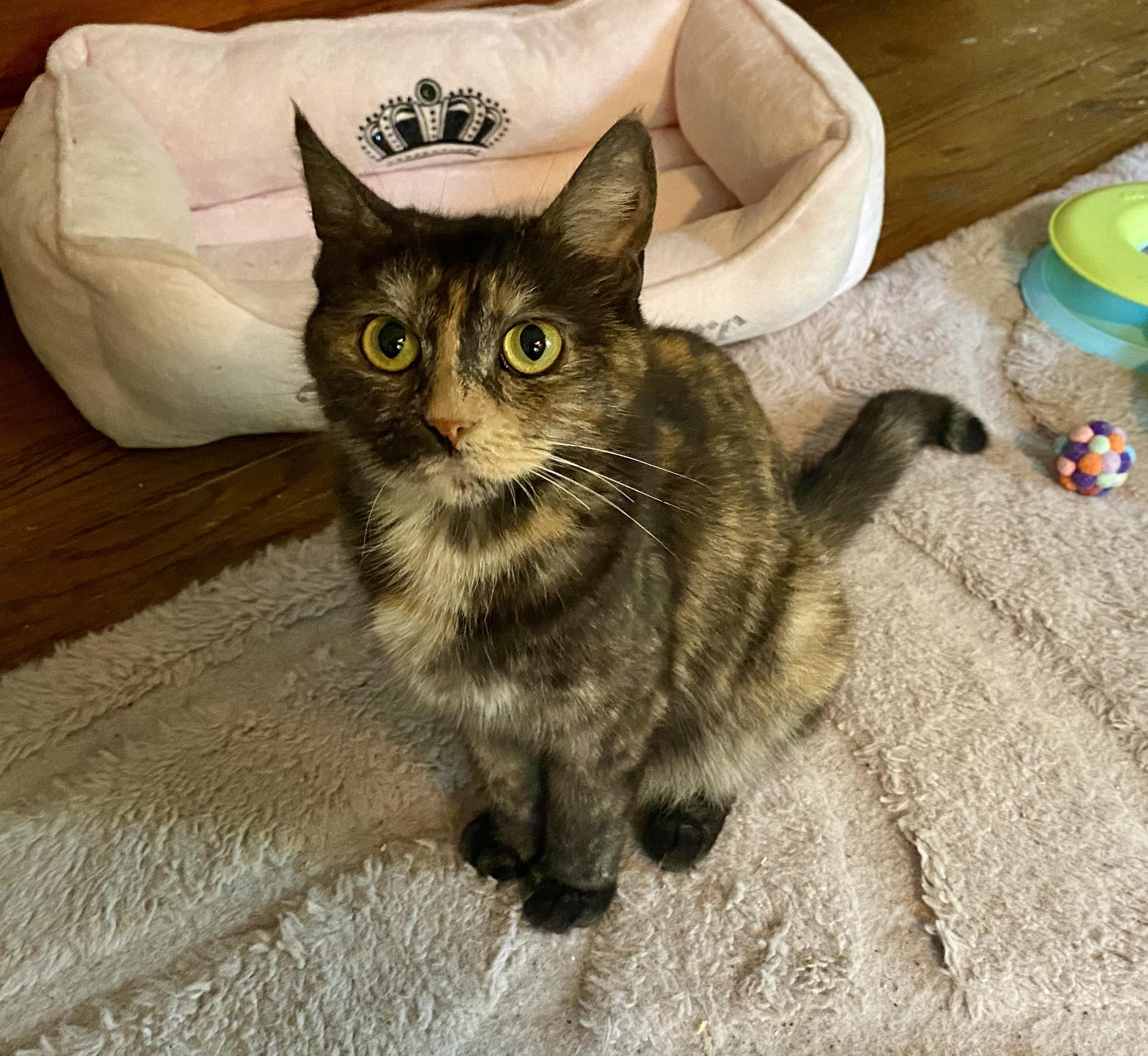 Enlarge Dolly, a Adoptable Tortoiseshell in Bethel, CT image 2/6