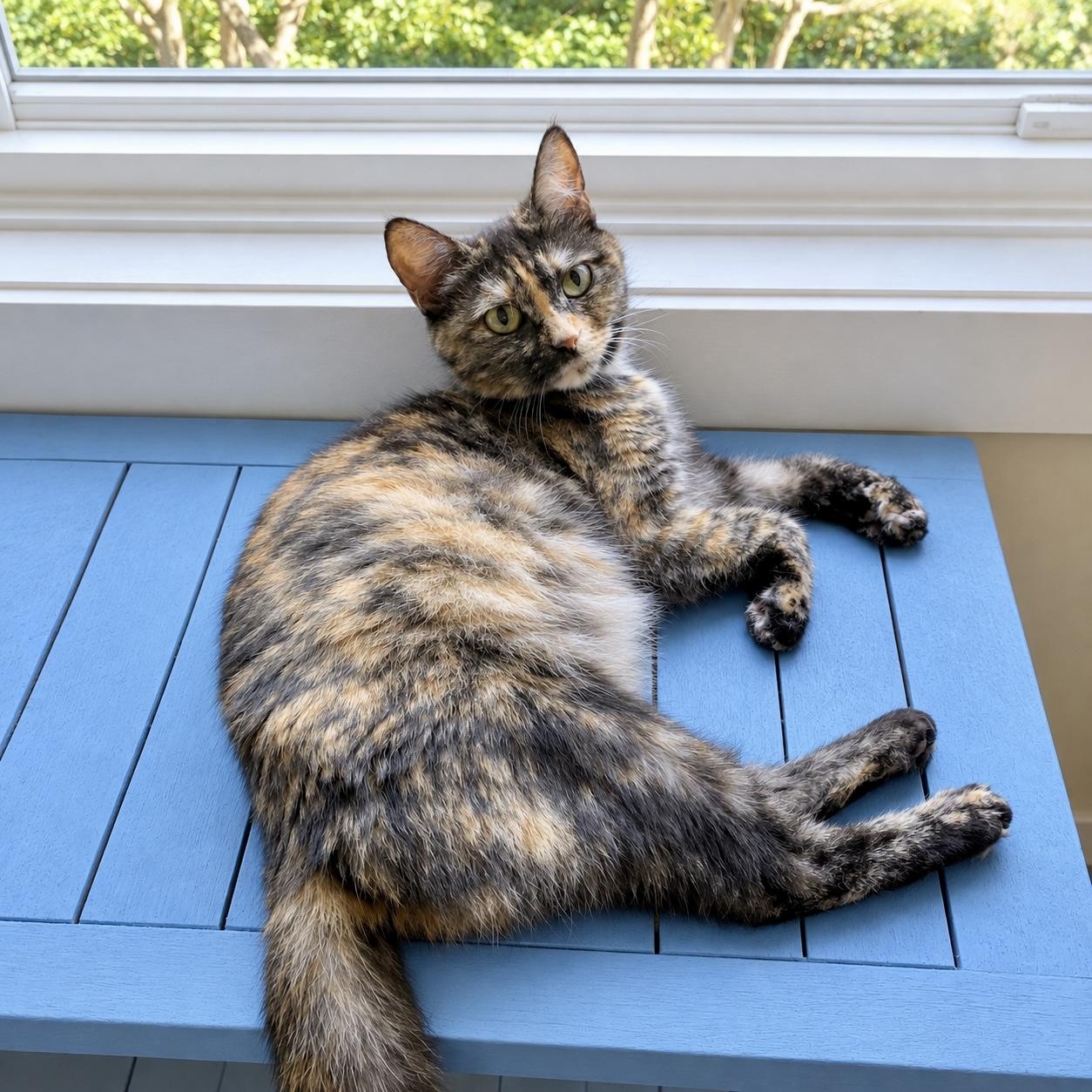 Enlarge Dolly, a Adoptable Tortoiseshell in Bethel, CT image 1/6