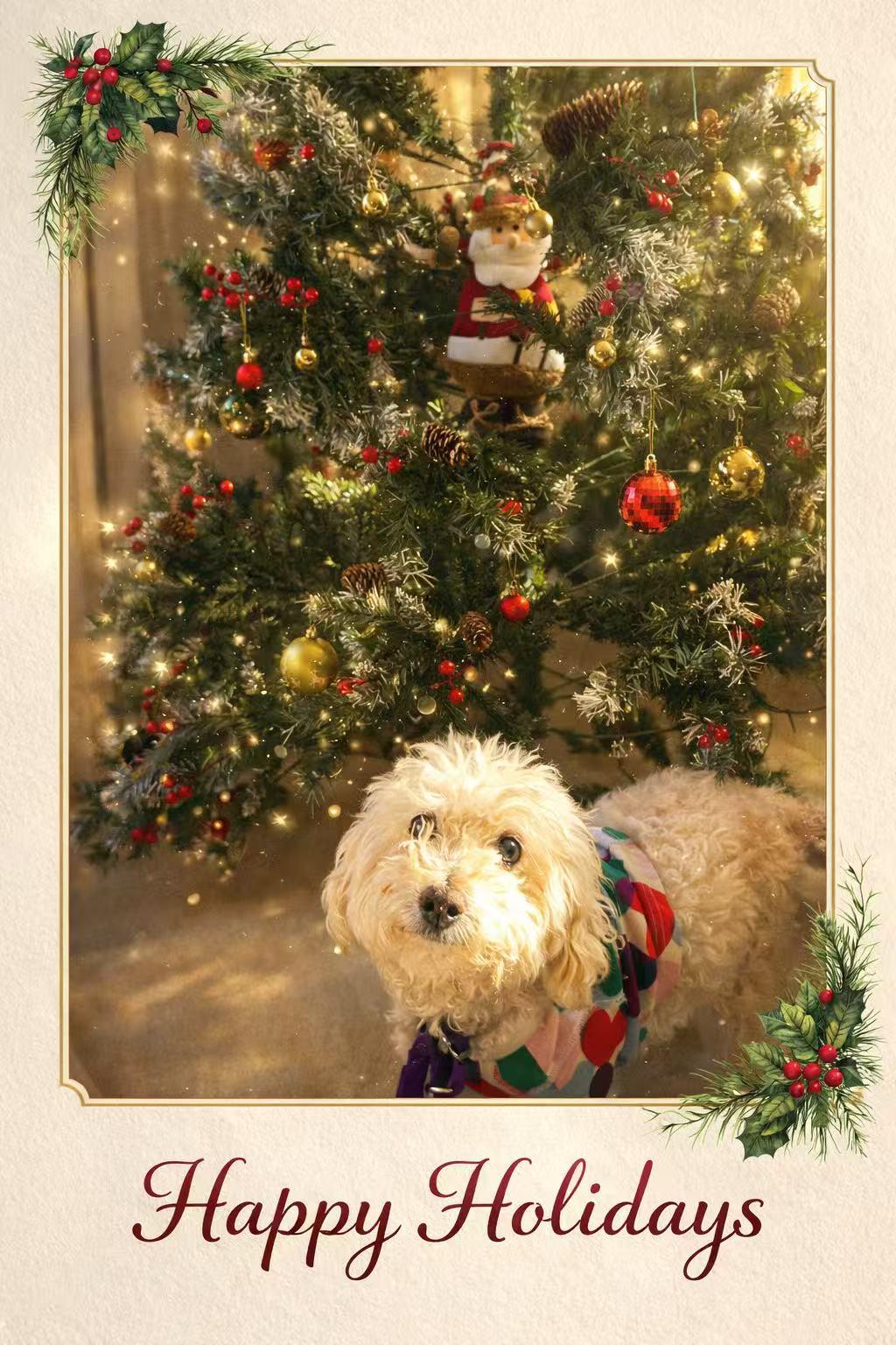 Blondie, a ADOPTABLE Mixed Breed in Mount Laurel, NJ image 2/3