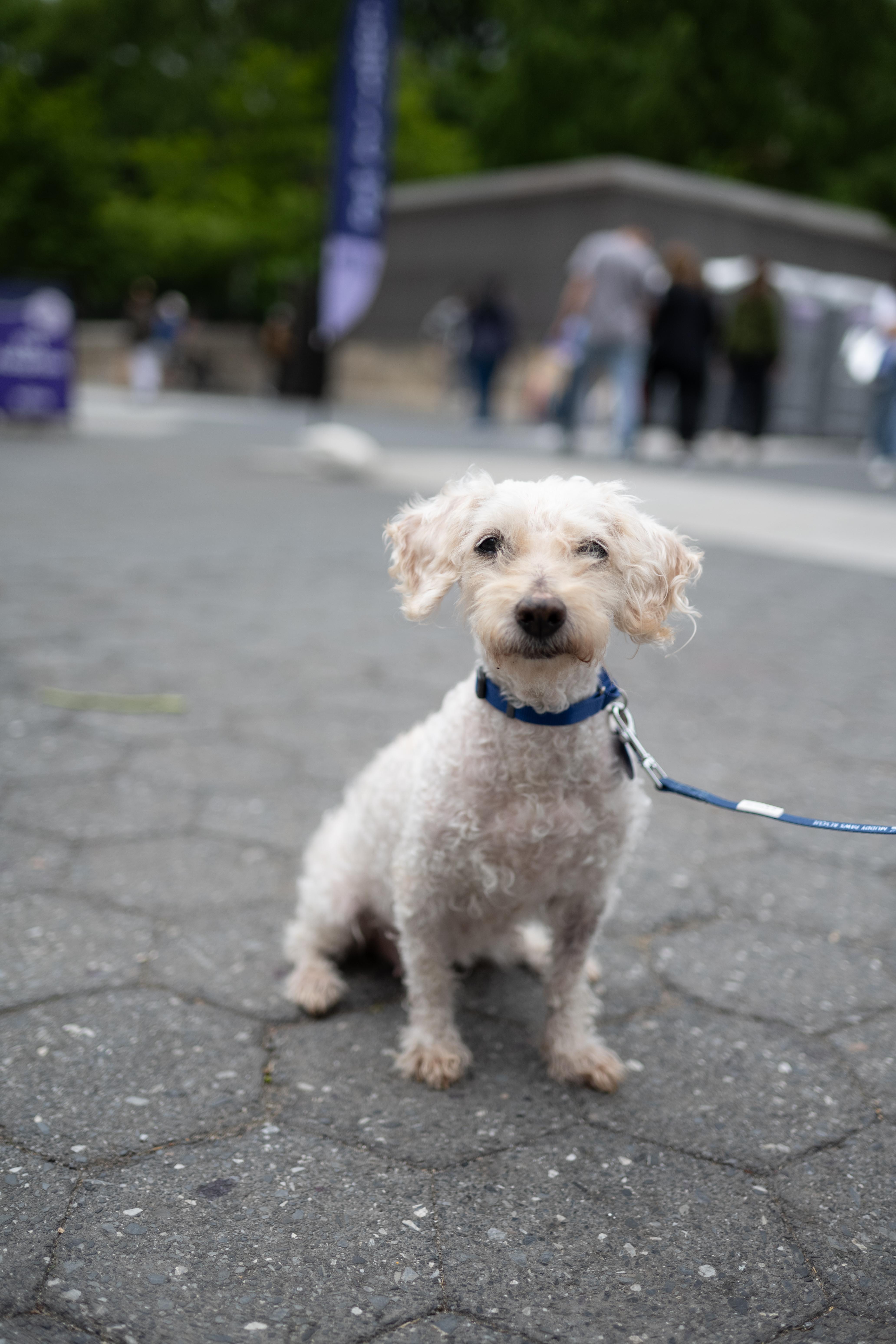 Blondie, a ADOPTABLE Mixed Breed in Mount Laurel, NJ image 3/3
