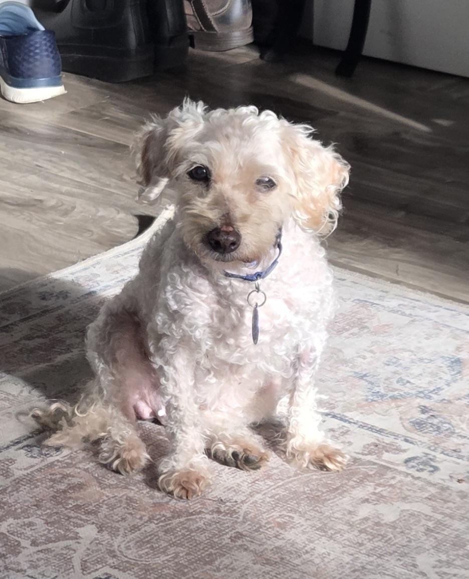 Blondie, ADOPTABLE, Senior Female Mixed Breed.