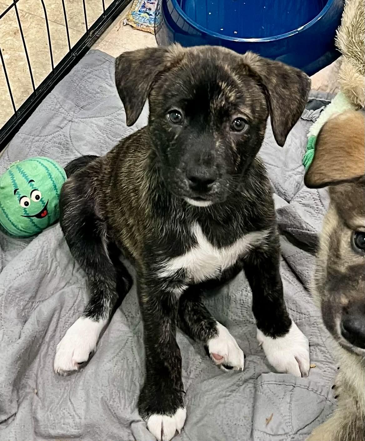 Enlarge Excalibur, a Adoptable mixed breed in Jarrettsville, MD image 1/1