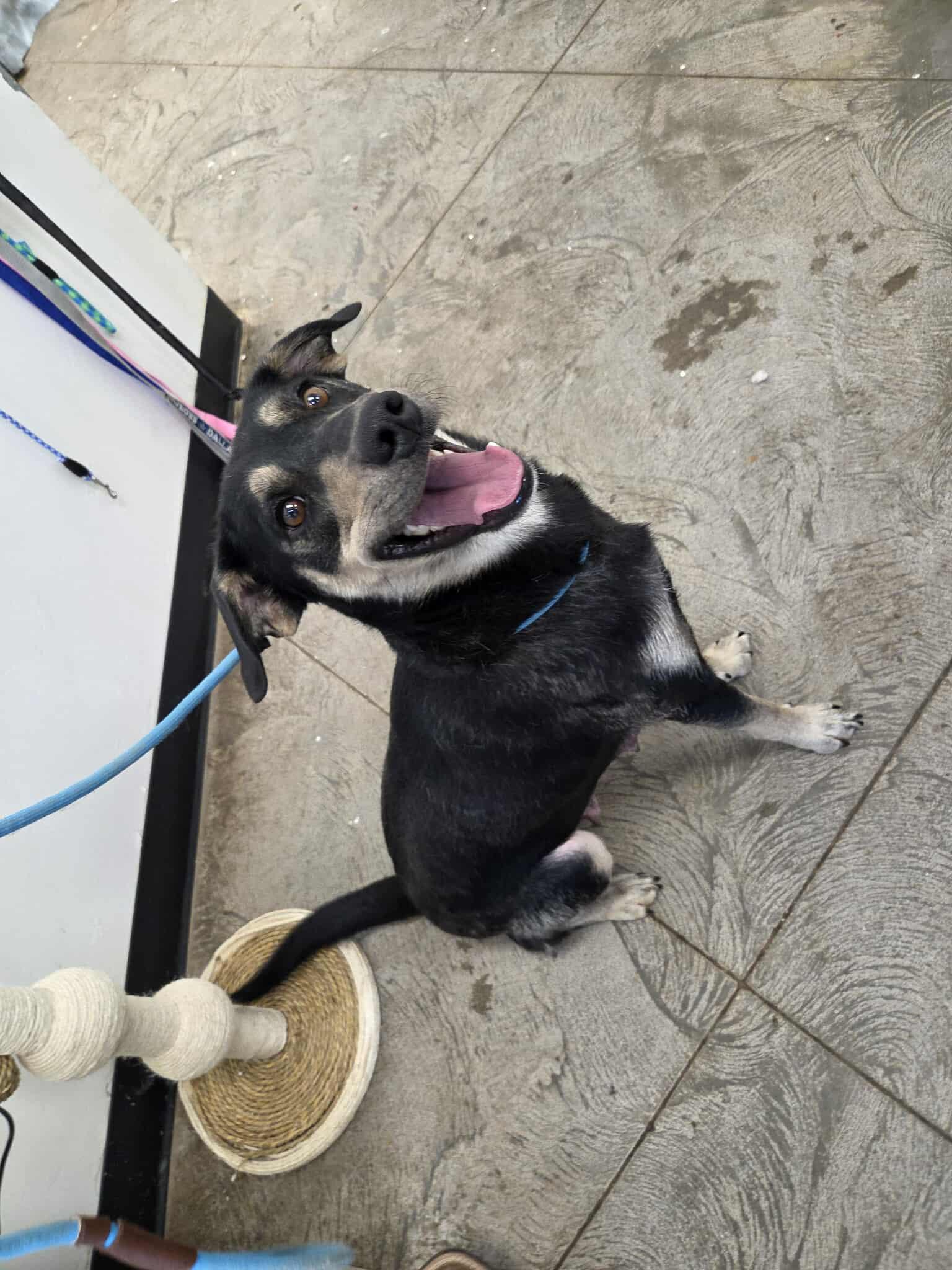 Iris, an adoptable Mixed Breed in Roosevelt, UT, 84066 | Photo Image 1