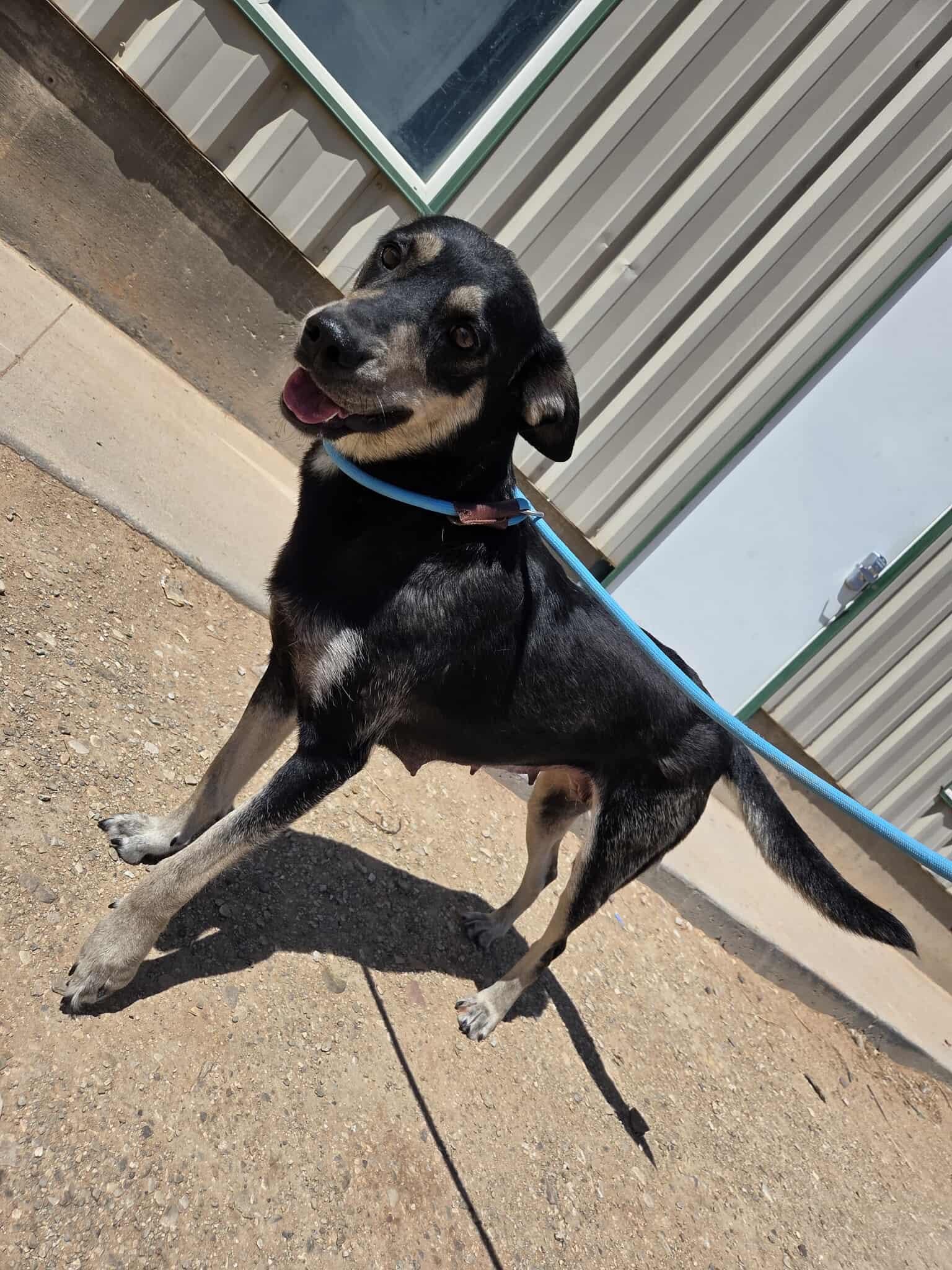 Iris, an adoptable Mixed Breed in Roosevelt, UT, 84066 | Photo Image 3