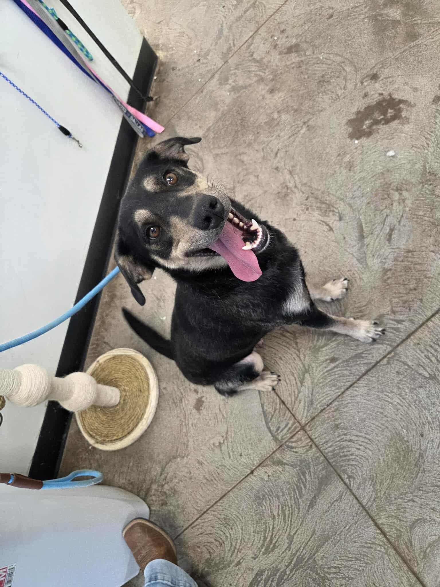 Iris, an adoptable Mixed Breed in Roosevelt, UT, 84066 | Photo Image 2