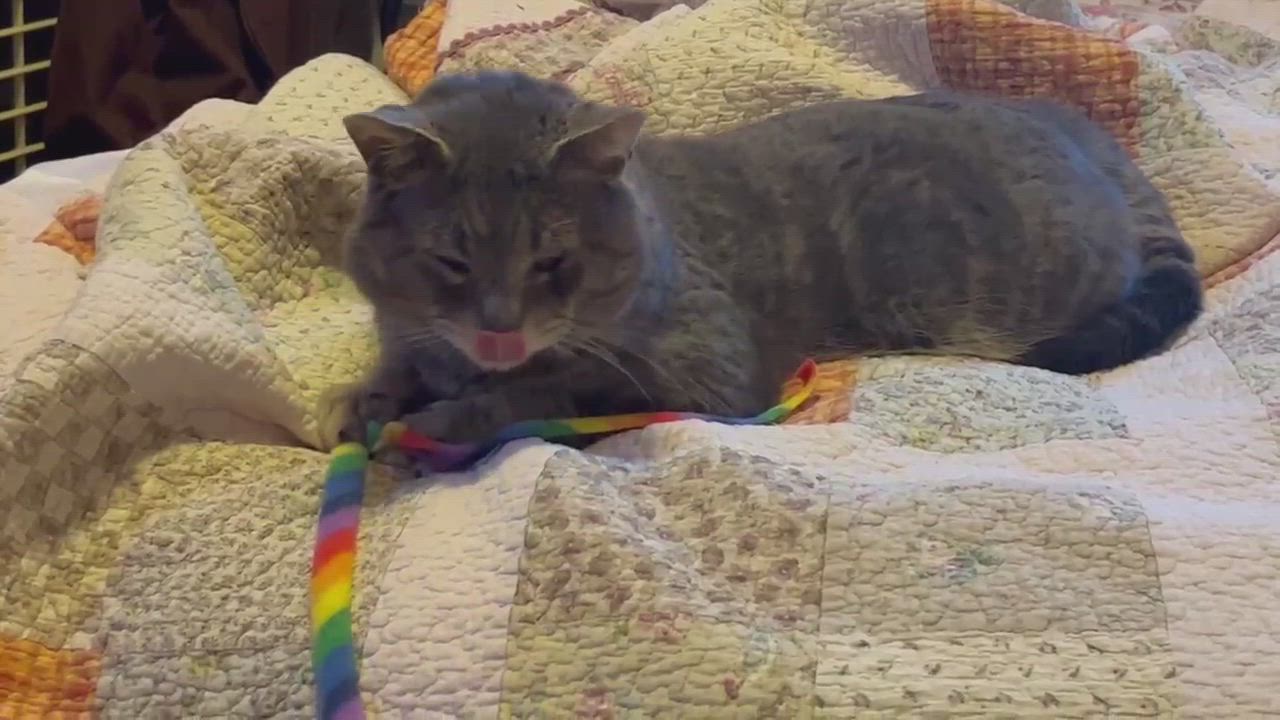 Enlarge Buddy, a Adopted Domestic Short Hair in Milwaukee, WI video 6/11