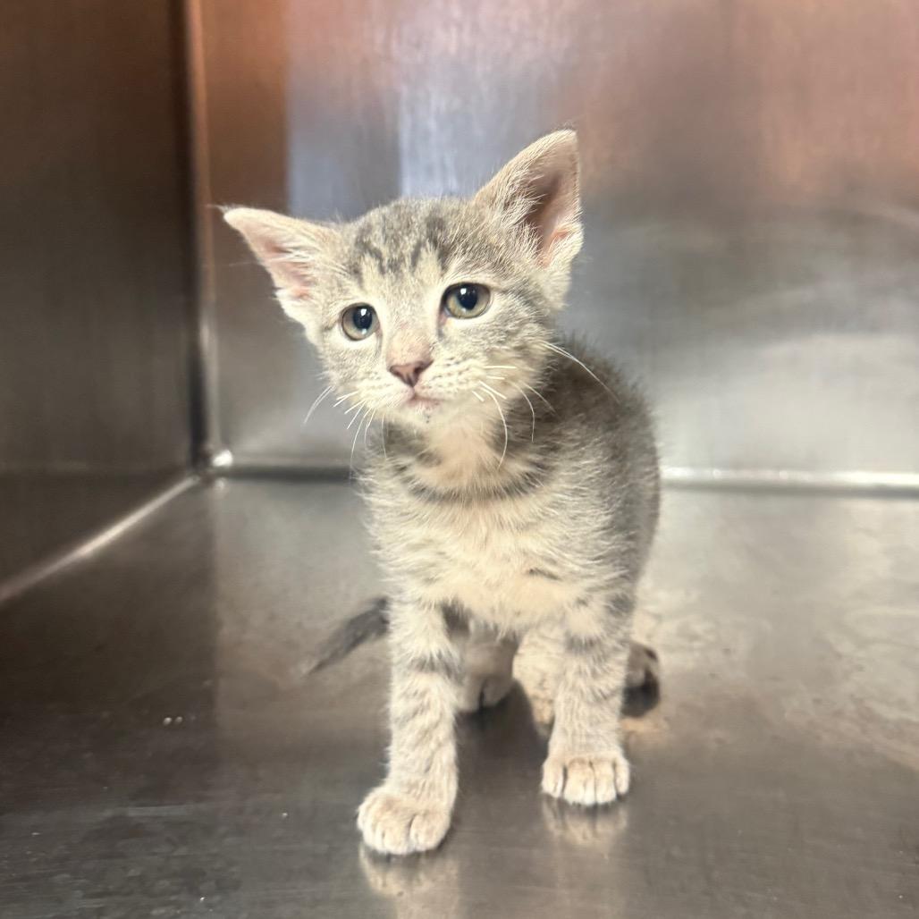 Alfred 0816, Adoptable, Kitten Male Domestic Short Hair.