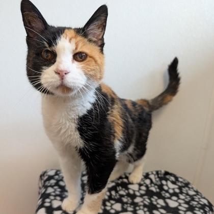Enlarge Callie, a Adoptable Domestic Short Hair in Rochester, MN image 1/1