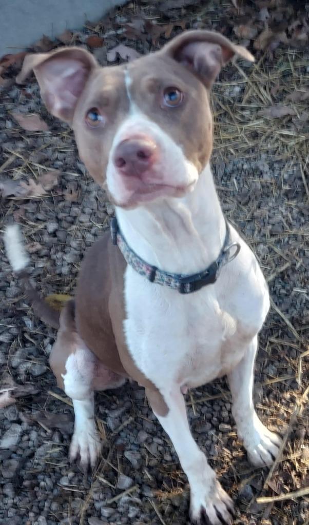 Enlarge Cali, a Adoptable Pit Bull Terrier in Saint Clairsville, OH image 1/3