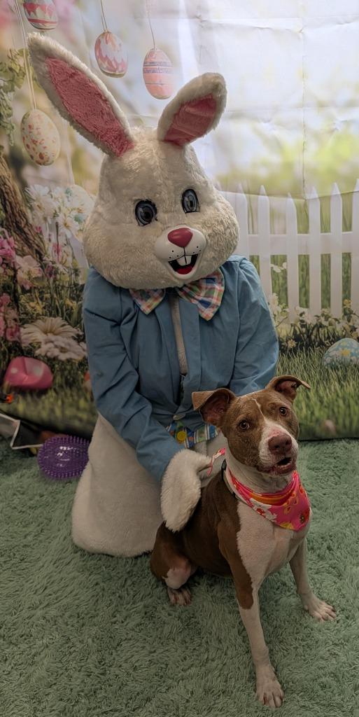 Enlarge Cali, a Adoptable Pit Bull Terrier in Saint Clairsville, OH image 2/4