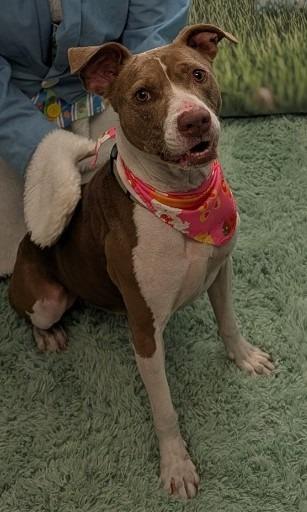 Cali, a Adoptable Pit Bull Terrier in Saint Clairsville, OH image 3/5