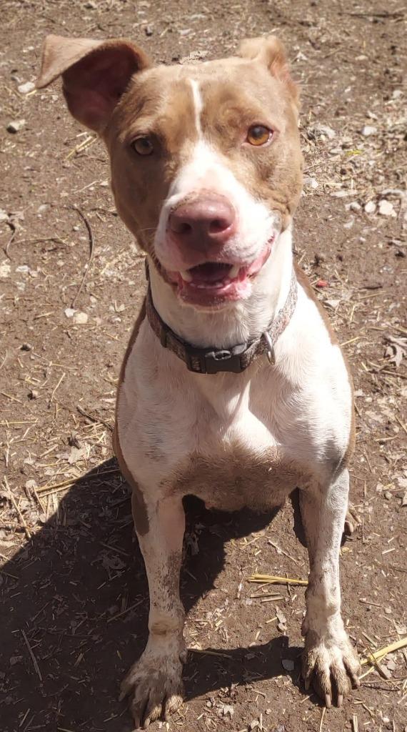 Enlarge Cali, a Adoptable Pit Bull Terrier in Saint Clairsville, OH image 3/3