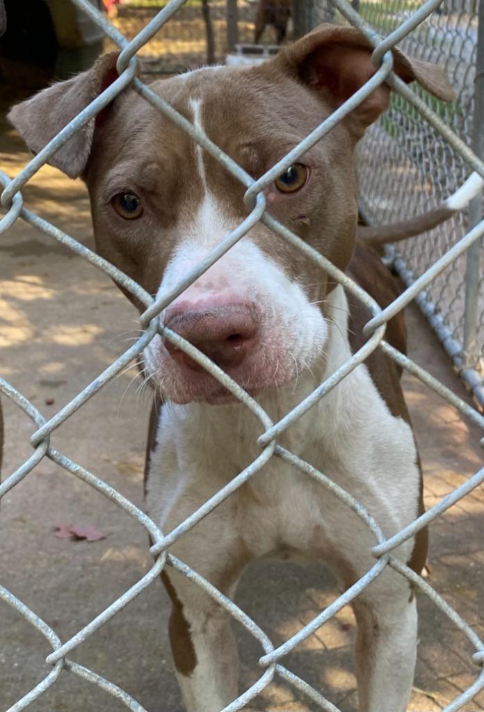 Enlarge Cali, a Adoptable Pit Bull Terrier in Saint Clairsville, OH image 3/3