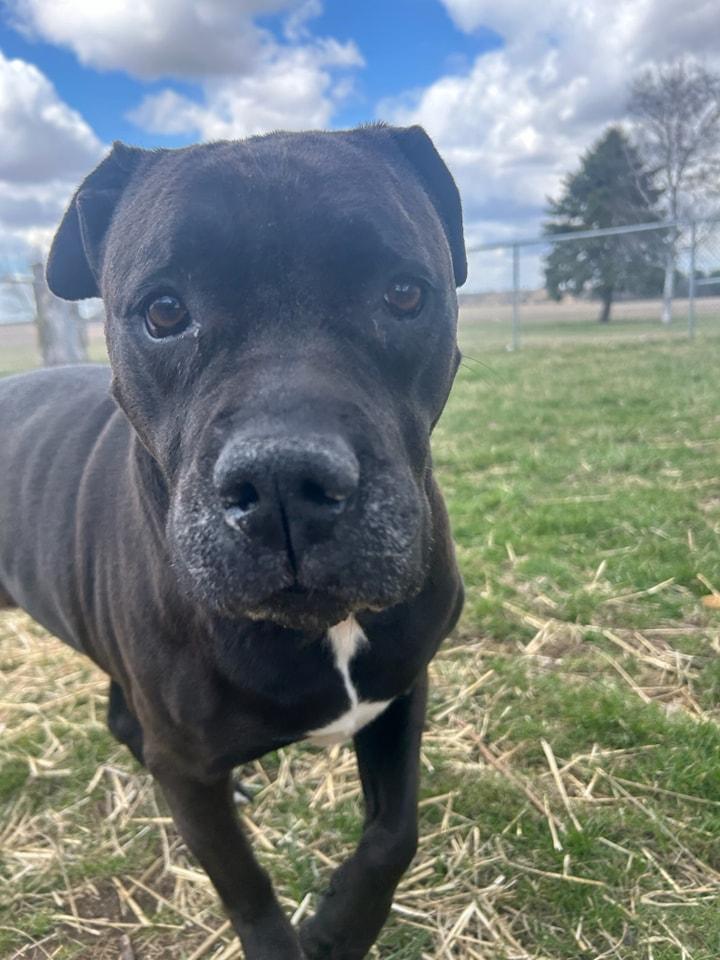 Enlarge Jazzman, a Adoptable mixed breed in Attica, IN image 2/3