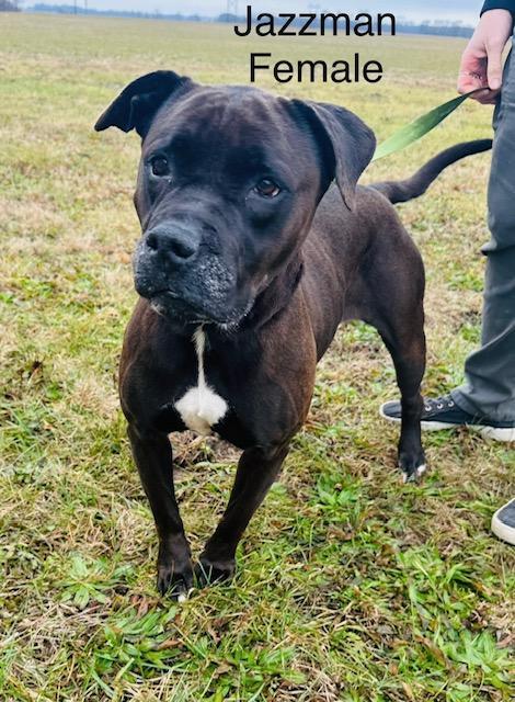 Enlarge Jazzman, a Adoptable mixed breed in Attica, IN image 3/3