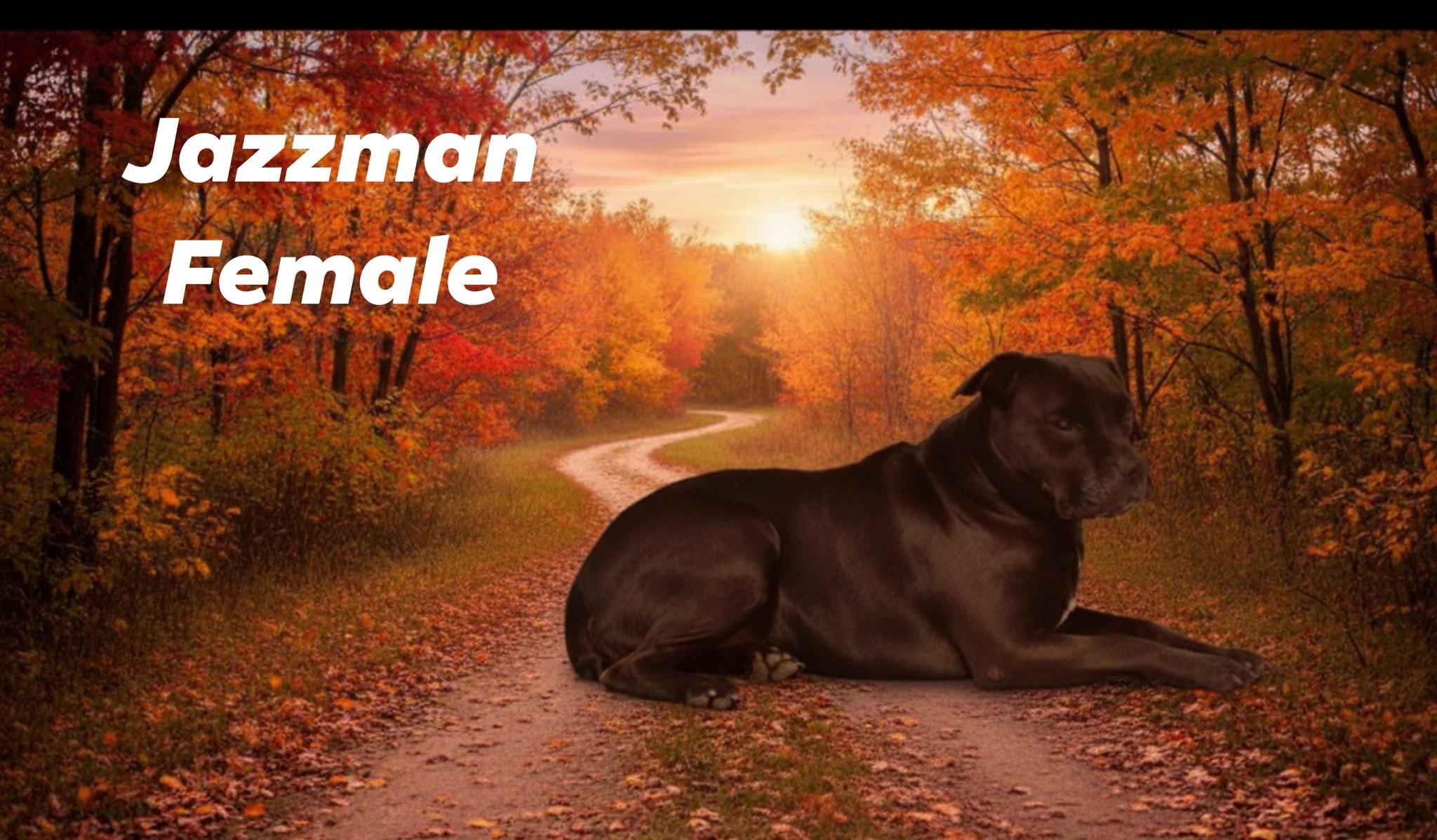 Enlarge Jazzman, a Adoptable mixed breed in Attica, IN image 1/3