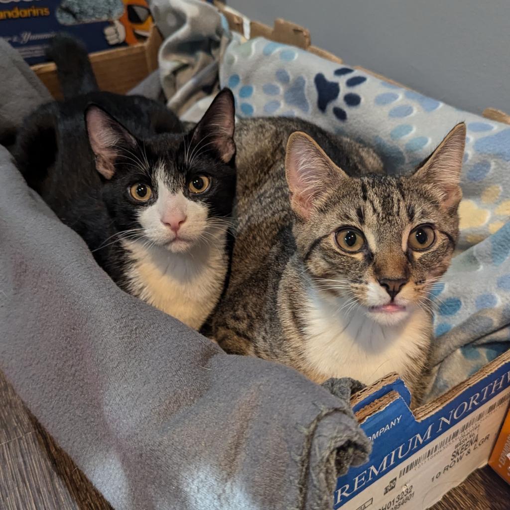 Cash, a Adoptable Domestic Short Hair in Fairport, NY image 2/5