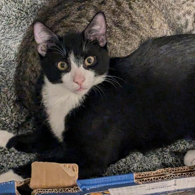 Cash, a Adoptable Domestic Short Hair in Fairport, NY image 3/5