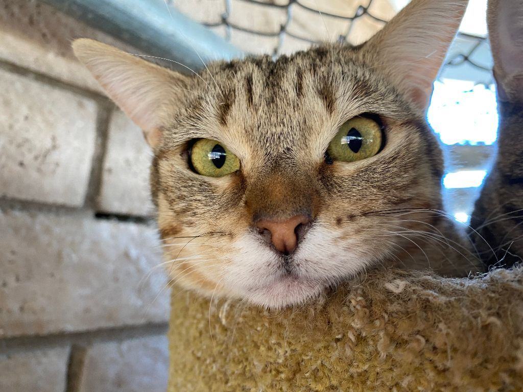 Lavender, Adoptable, Adult Female Domestic Short Hair & Tabby.