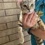 Lavender, a Adoptable mixed breed in Phoenix, AZ image 3/3