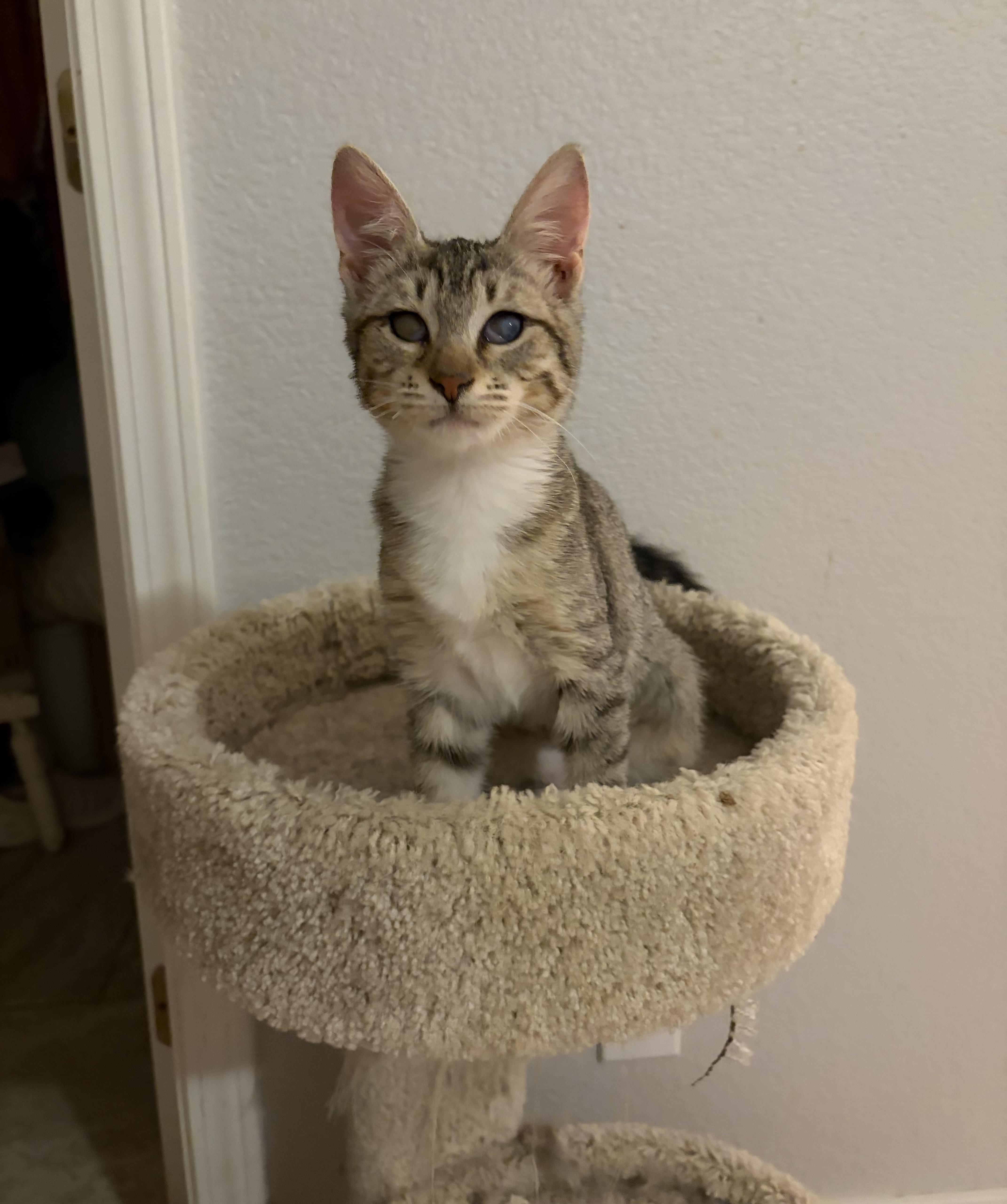 Enlarge Annabelle, a Adopted Domestic Short Hair in Penryn, CA image 2/4