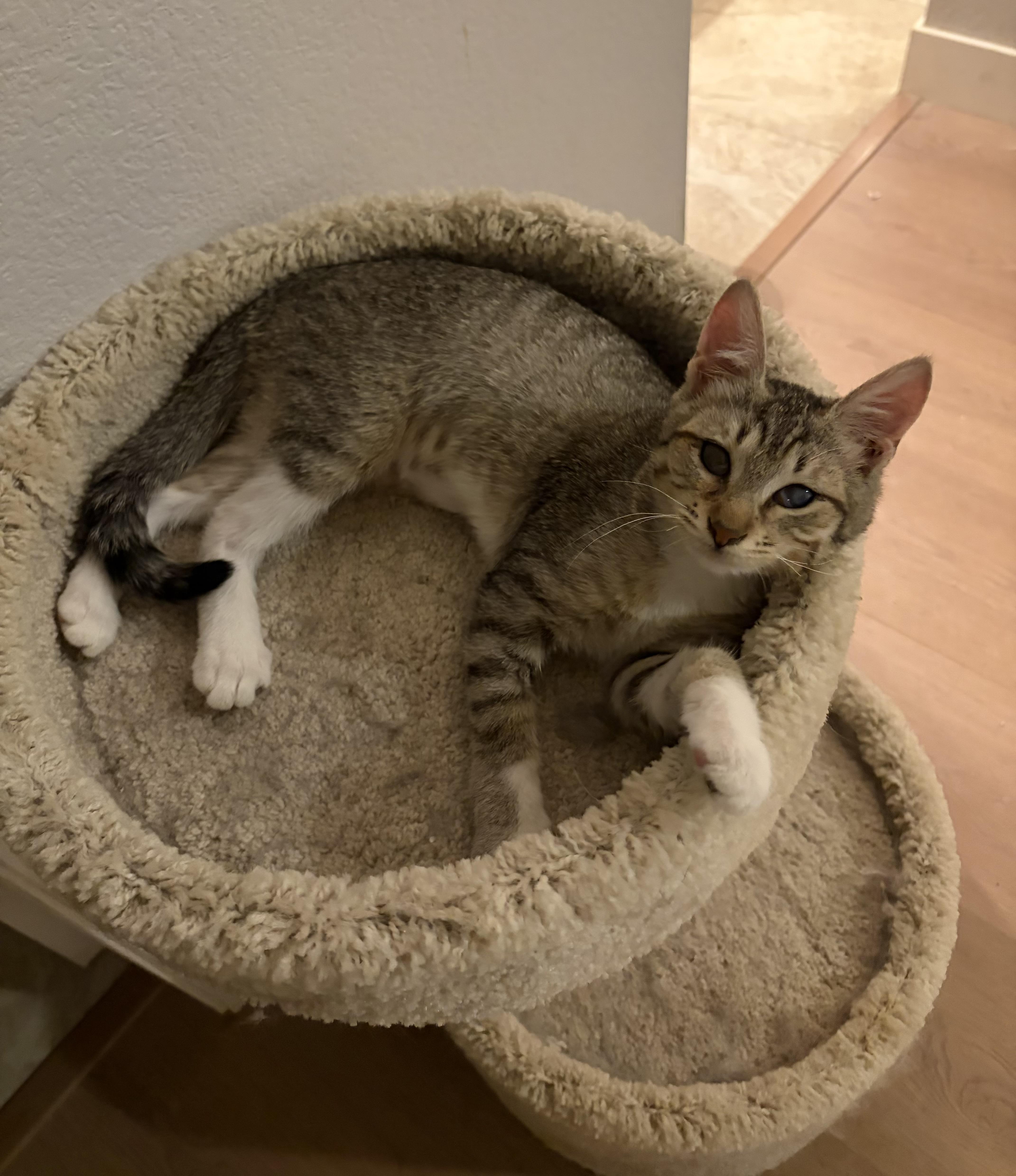 Enlarge Annabelle, a Adopted Domestic Short Hair in Penryn, CA image 3/4