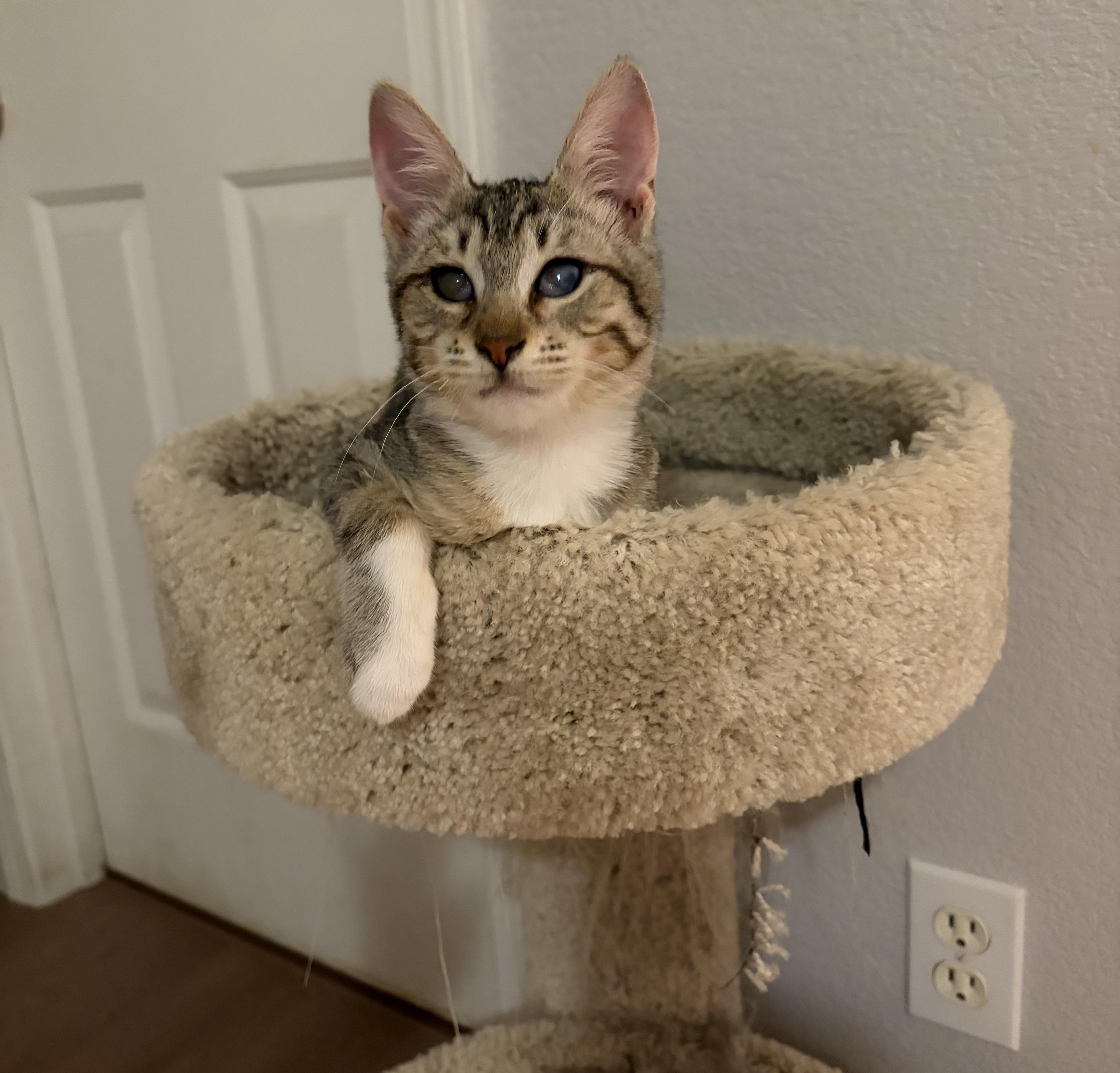 Enlarge Annabelle, a Adopted Domestic Short Hair in Penryn, CA image 4/4