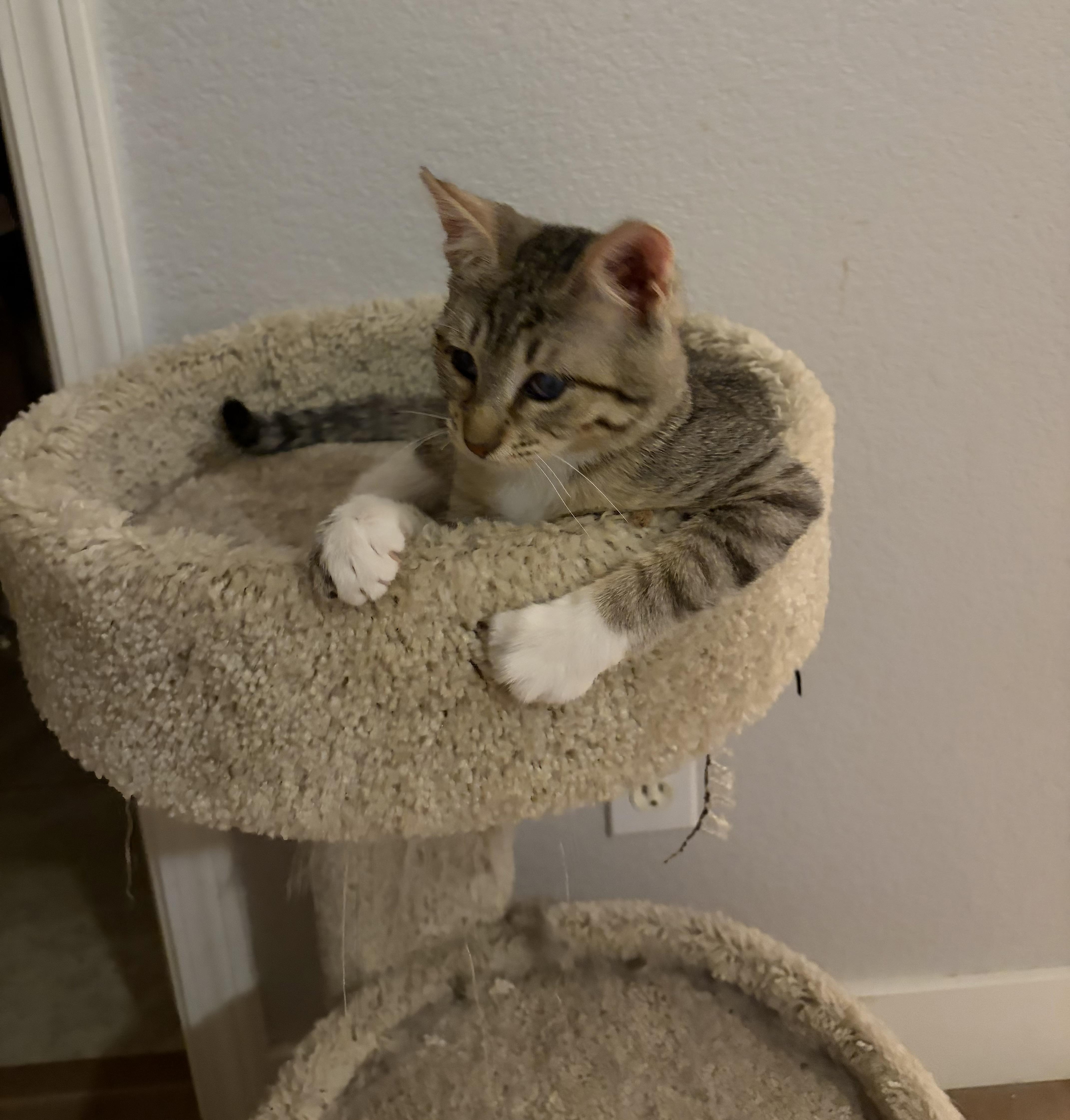 Annabelle, Adopted, Young Female Domestic Short Hair.