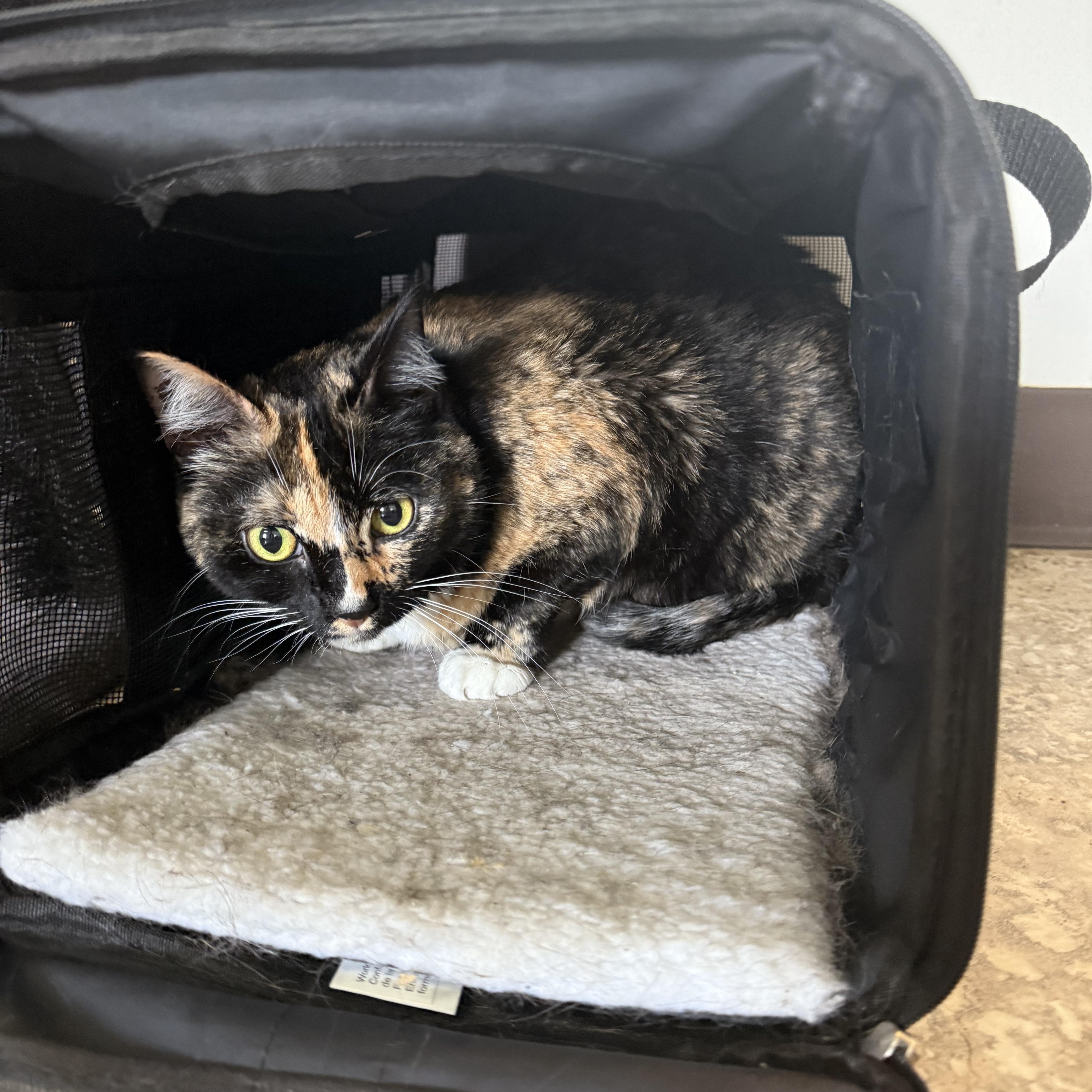 Aspen, adoptable, Adult Female Domestic Short Hair.