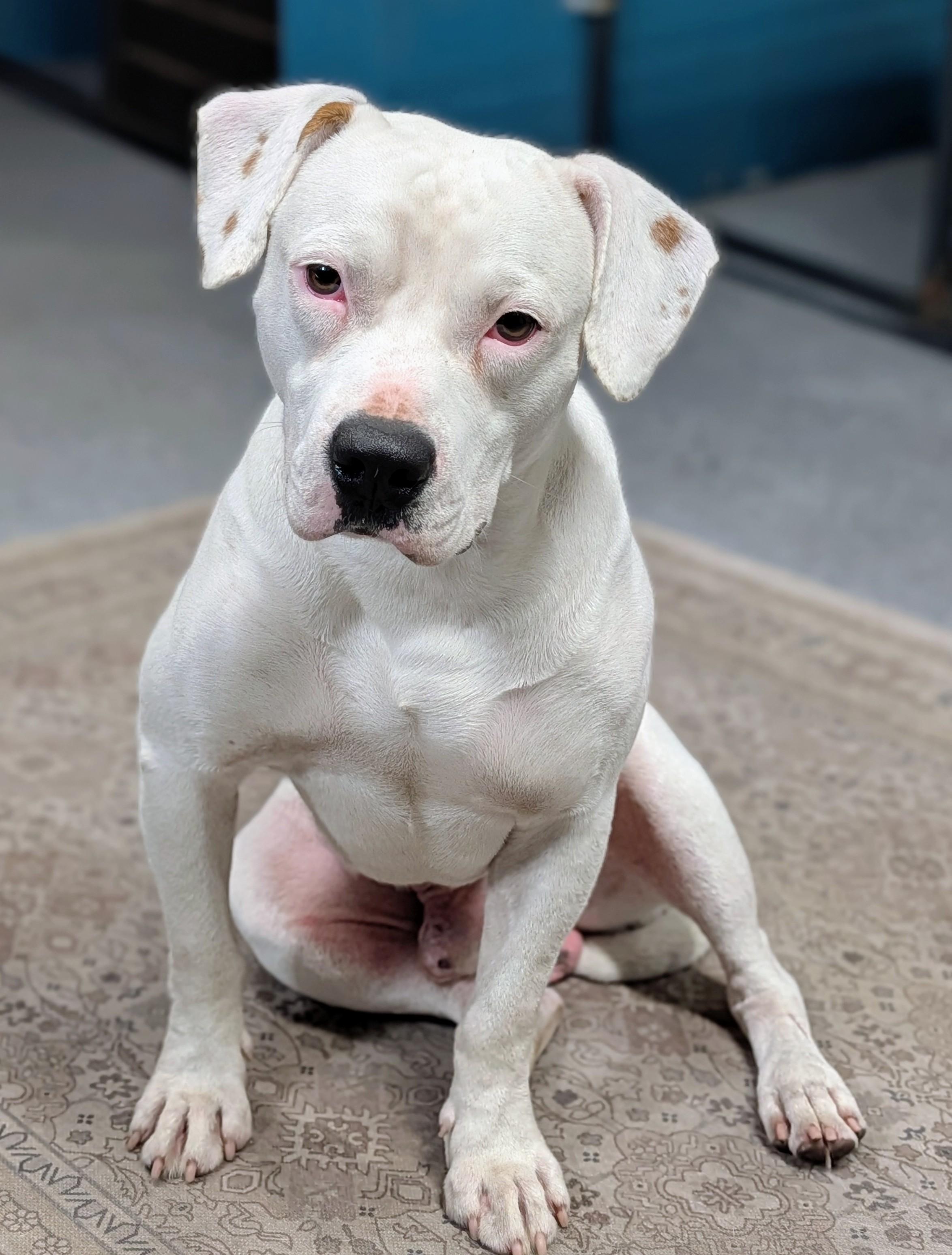 Cappy (Sno-Cap), ADOPTABLE, Young Male American Bulldog.