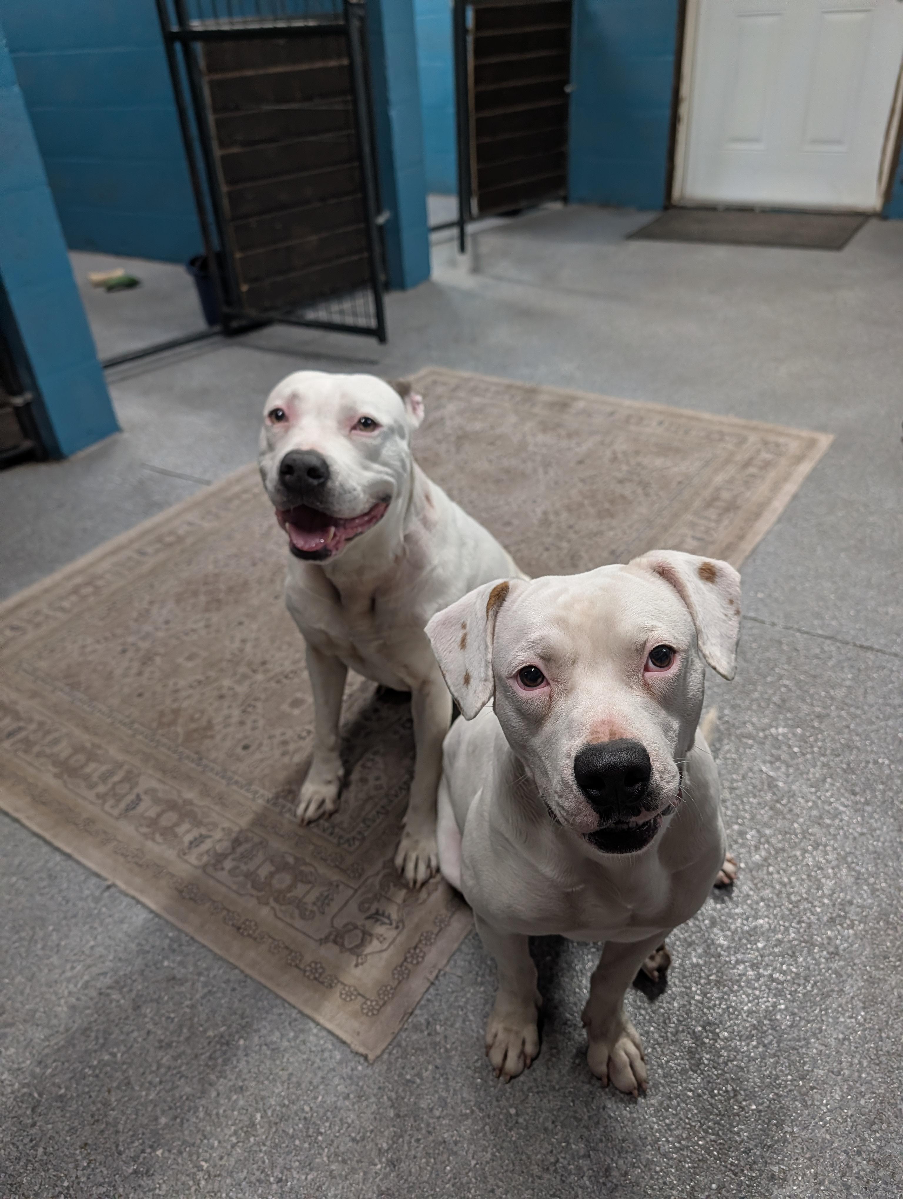 Enlarge Cappy (Sno-Cap), a ADOPTABLE mixed breed in Punta Gorda , FL image 3/4