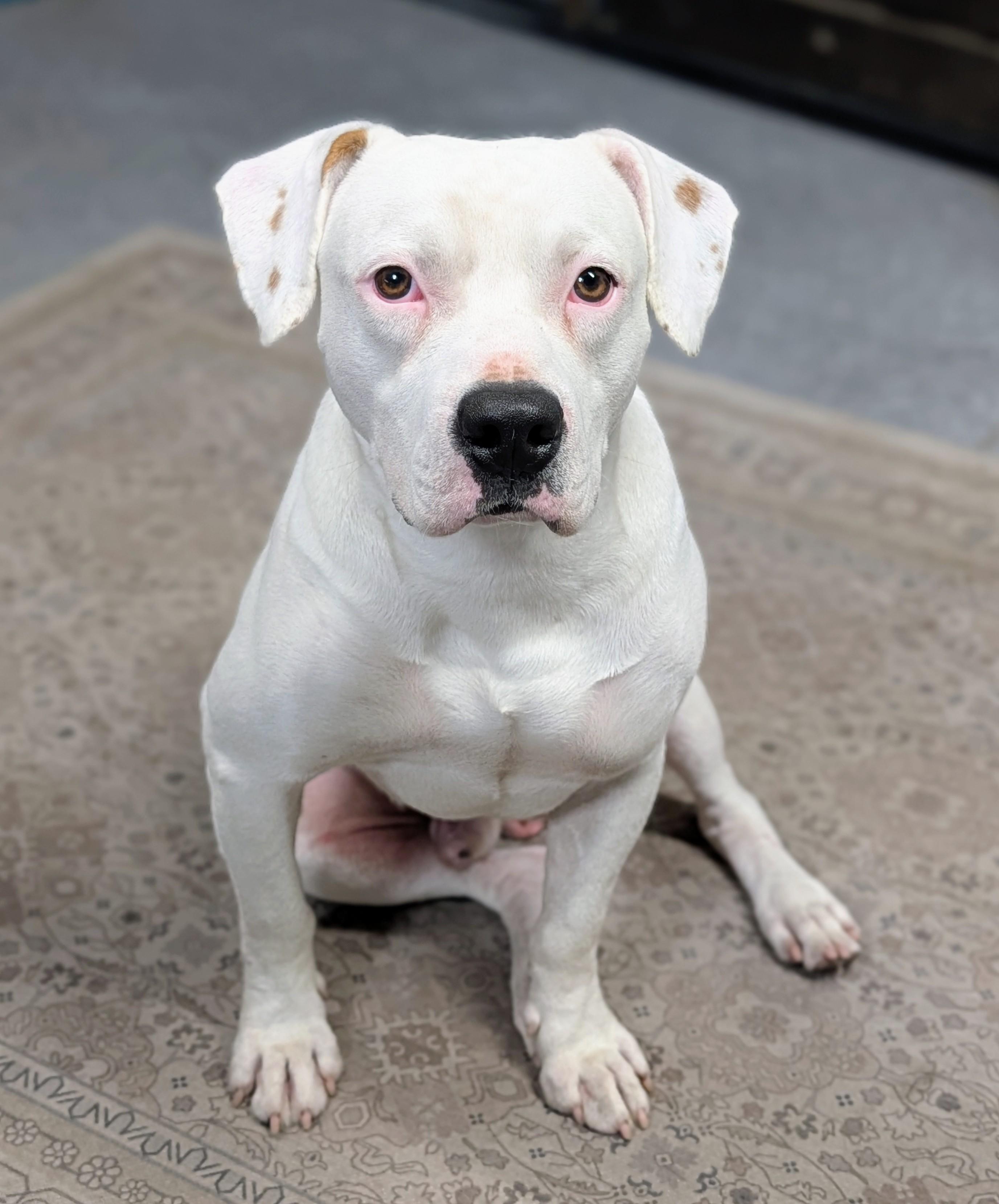 Enlarge Cappy (Sno-Cap), a ADOPTABLE mixed breed in Punta Gorda , FL image 4/4
