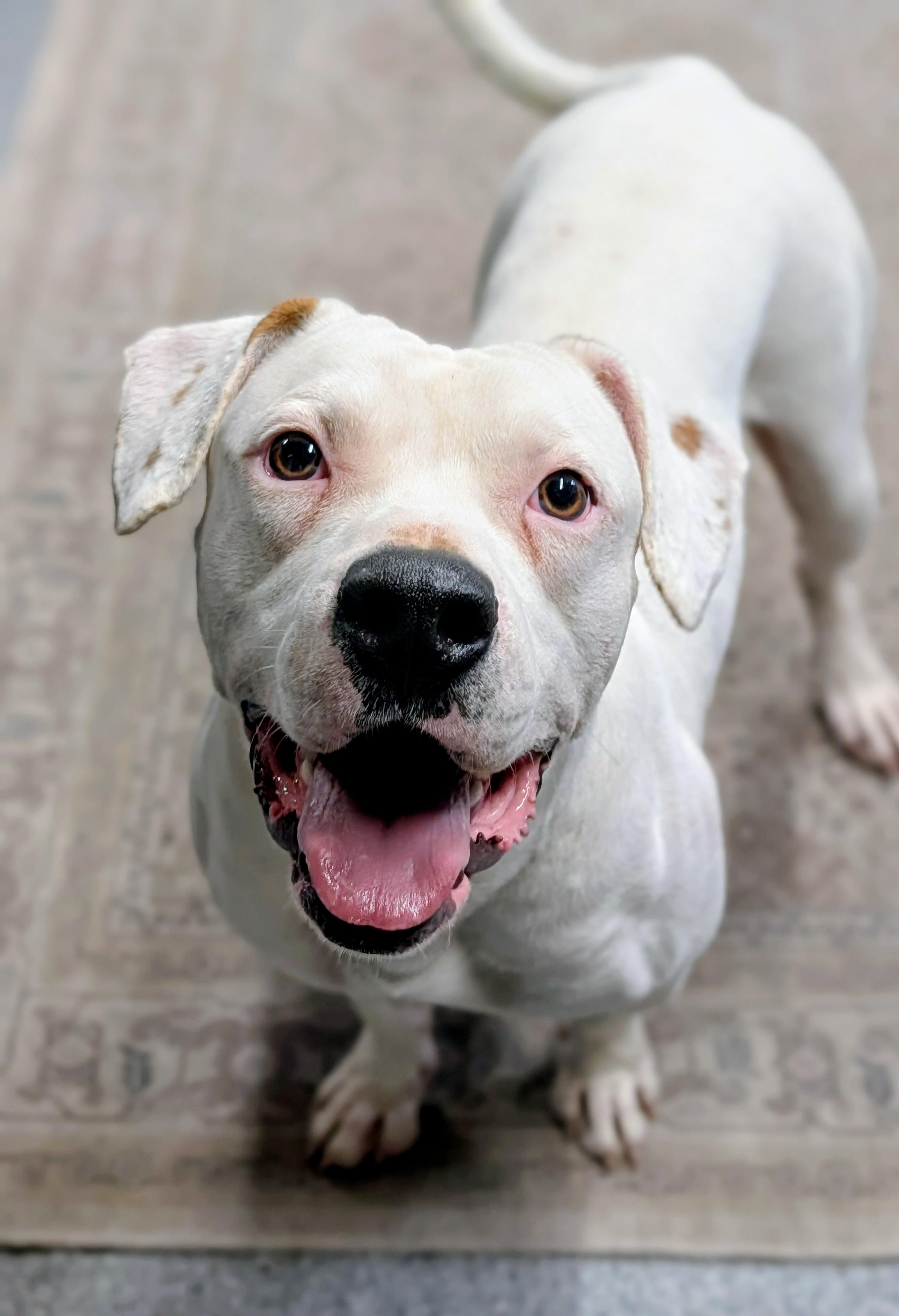 Enlarge Cappy (Sno-Cap), a ADOPTABLE mixed breed in Punta Gorda , FL image 2/4