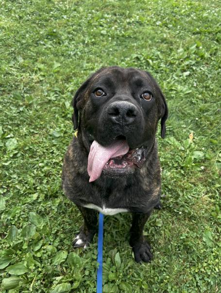 Chunk, ADOPTABLE, Adult Male Cane Corso.