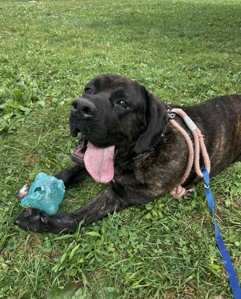 Enlarge Chunk, a ADOPTABLE mixed breed in Brunswick, OH image 2/6