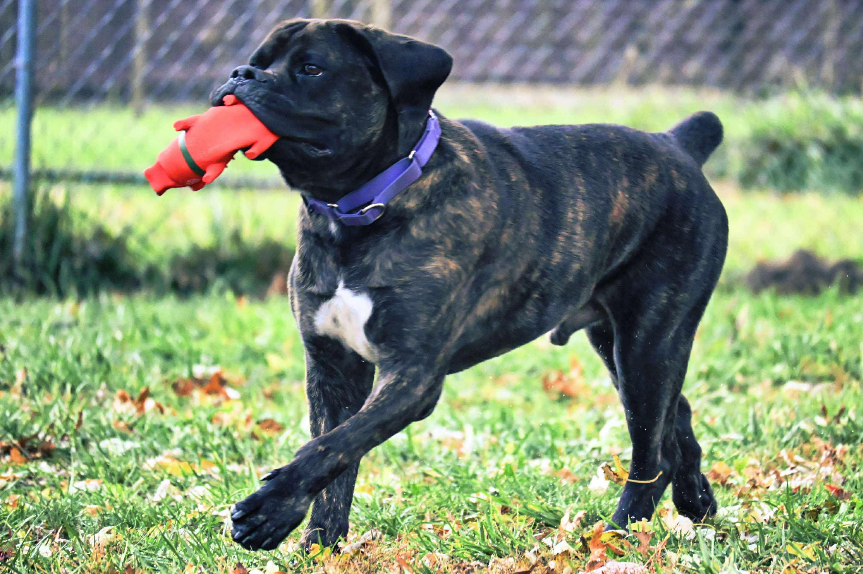 Enlarge Chunk, a ADOPTABLE mixed breed in Brunswick, OH image 4/6