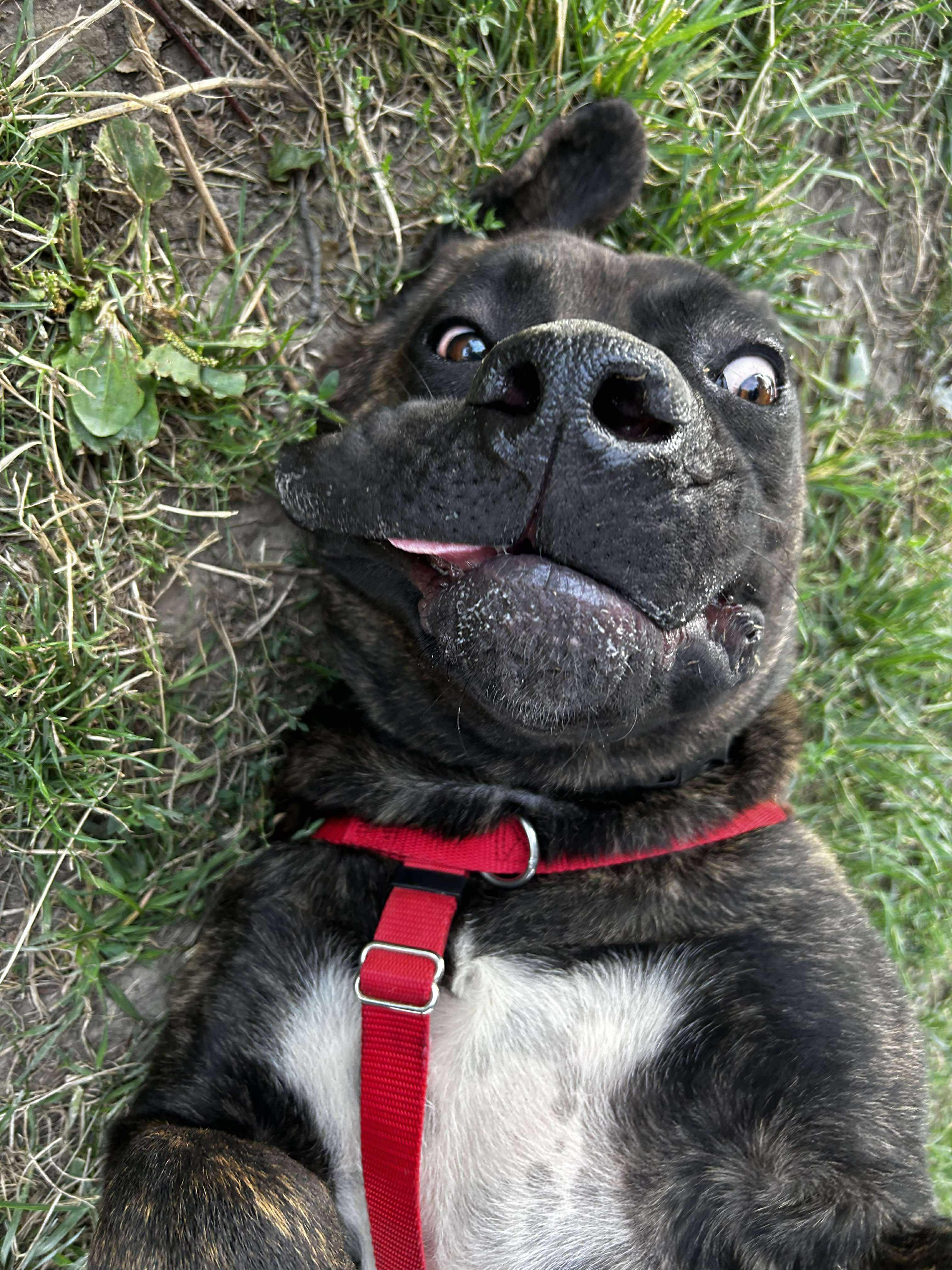 Enlarge Chunk, a ADOPTABLE mixed breed in Brunswick, OH image 3/6