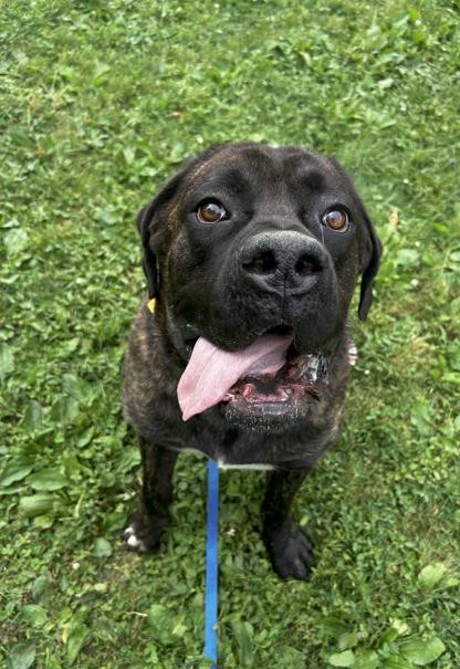 Enlarge Chunk, a ADOPTABLE mixed breed in Brunswick, OH image 5/6