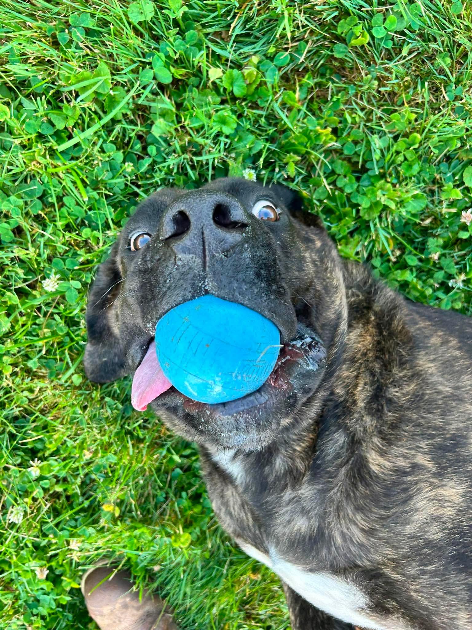 Enlarge Chunk, a ADOPTABLE mixed breed in Brunswick, OH image 6/6