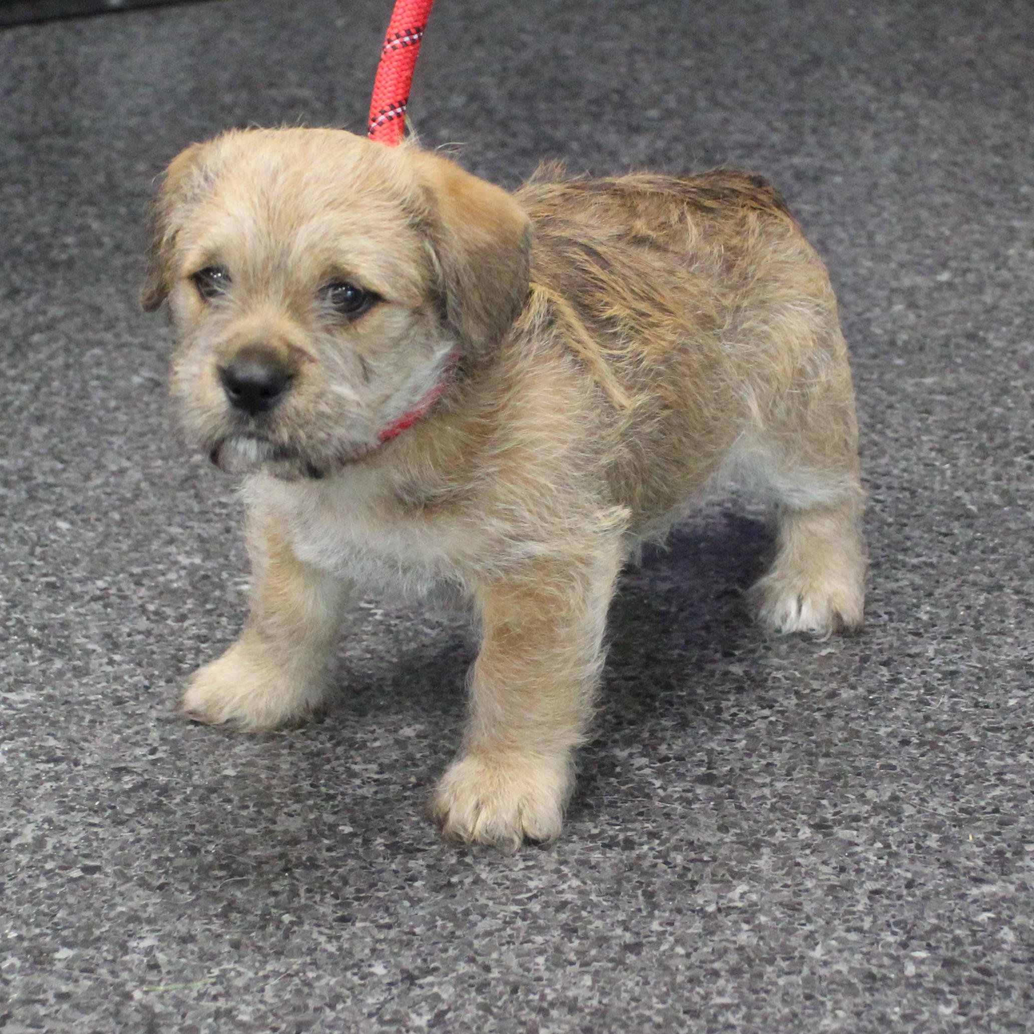 Enlarge Pop (11774), an adopted mixed breed in Heath, OH image 1/2