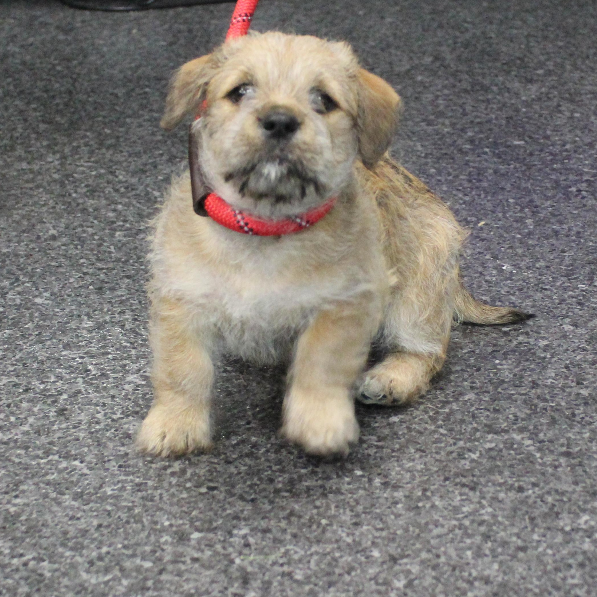 Enlarge Pop (11774), an adopted mixed breed in Heath, OH image 2/2