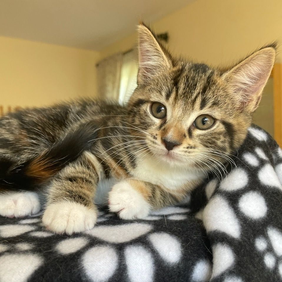 Courage, Adopted, Kitten Female Domestic Short Hair.