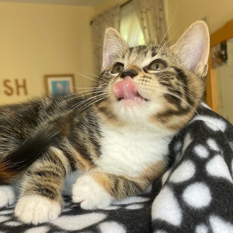 Enlarge Courage, a Adopted Domestic Short Hair in East Greenwich, RI image 2/2