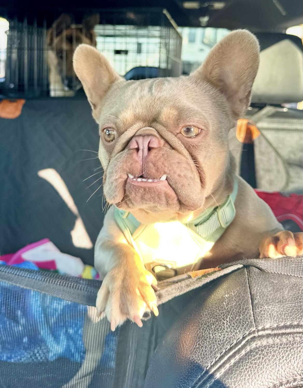 Summer & Loki the sweet bonded pair, a Adoptable French Bulldog in Palm City, FL image 1/4